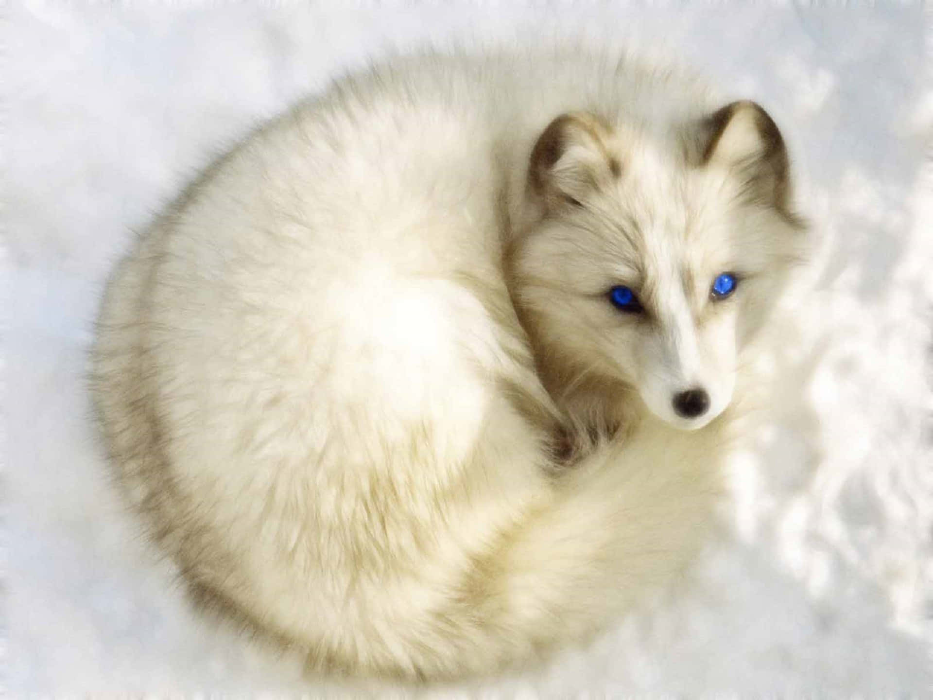 Cool Fox, white arctic fox, blue eyes, Full HD Desktop Wallpaper