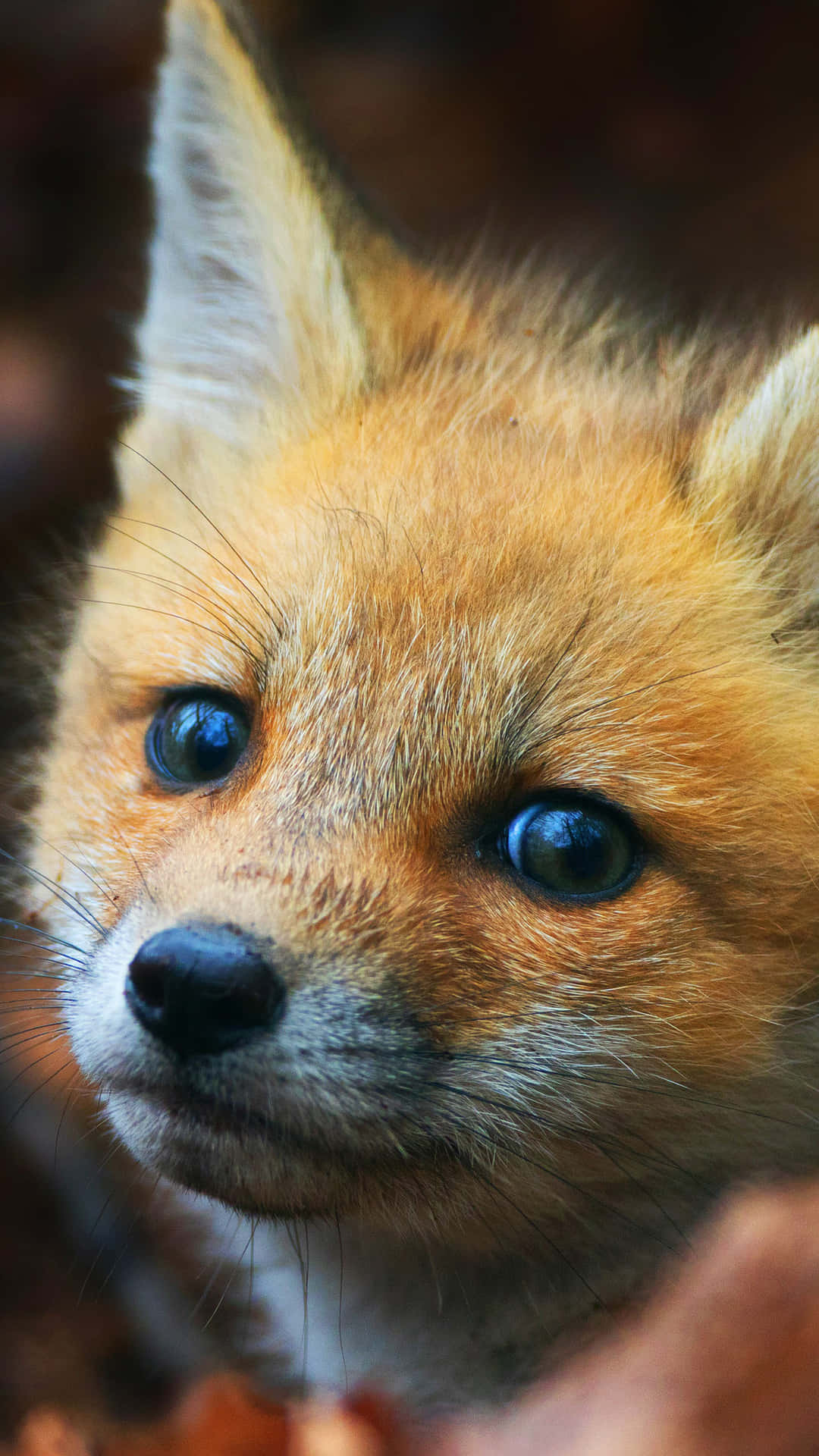 Cool Fox, bright blue eyes, orange fur, Full HD Phone Wallpaper