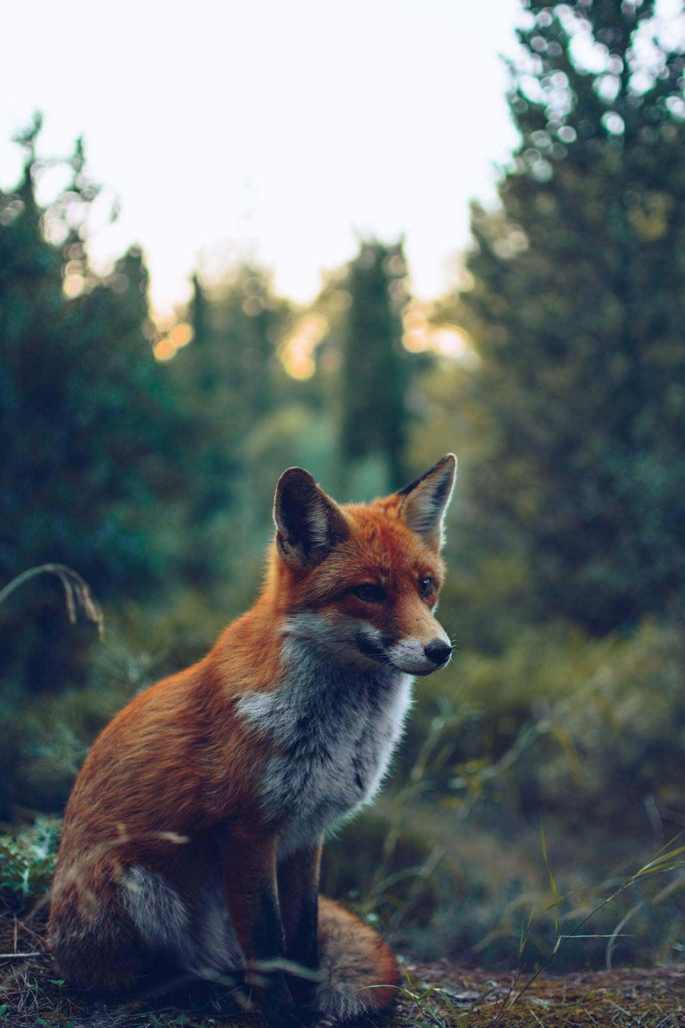 Cool Fox, red fox, sunlit forest, Full HD Phone Wallpaper