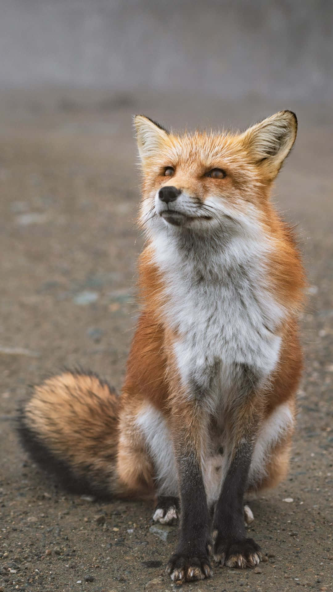 Cool Fox, red fox, gravel ground, Full HD Phone Wallpaper