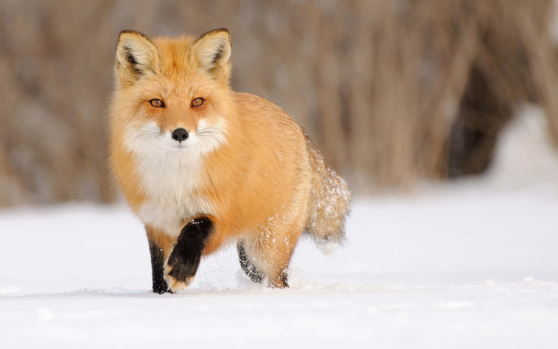 Cool Fox, red fox, snow, Full HD Desktop Wallpaper