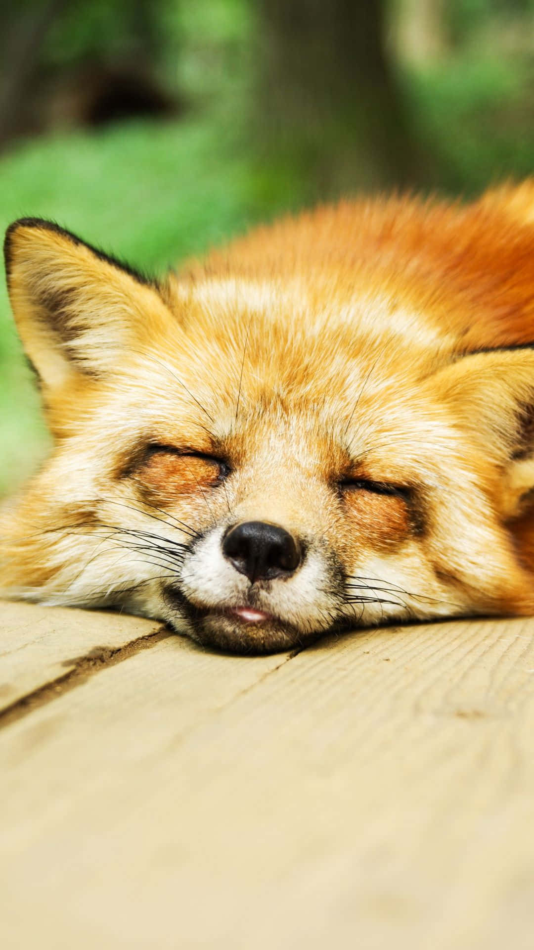 Cool Fox, red fox, wooden surface, Full HD Phone Wallpaper