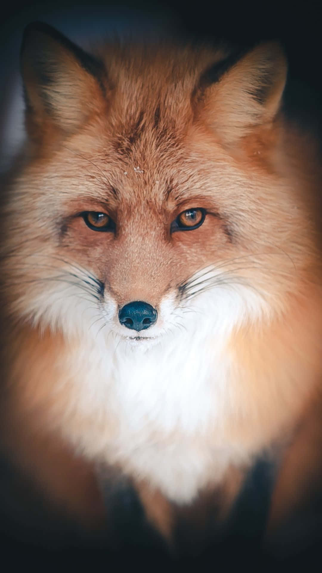 Cool Fox, red fox, amber eyes, Full HD Phone Wallpaper