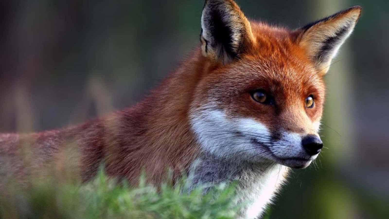 Cool Fox, red fox, amber eyes, HD Desktop Wallpaper