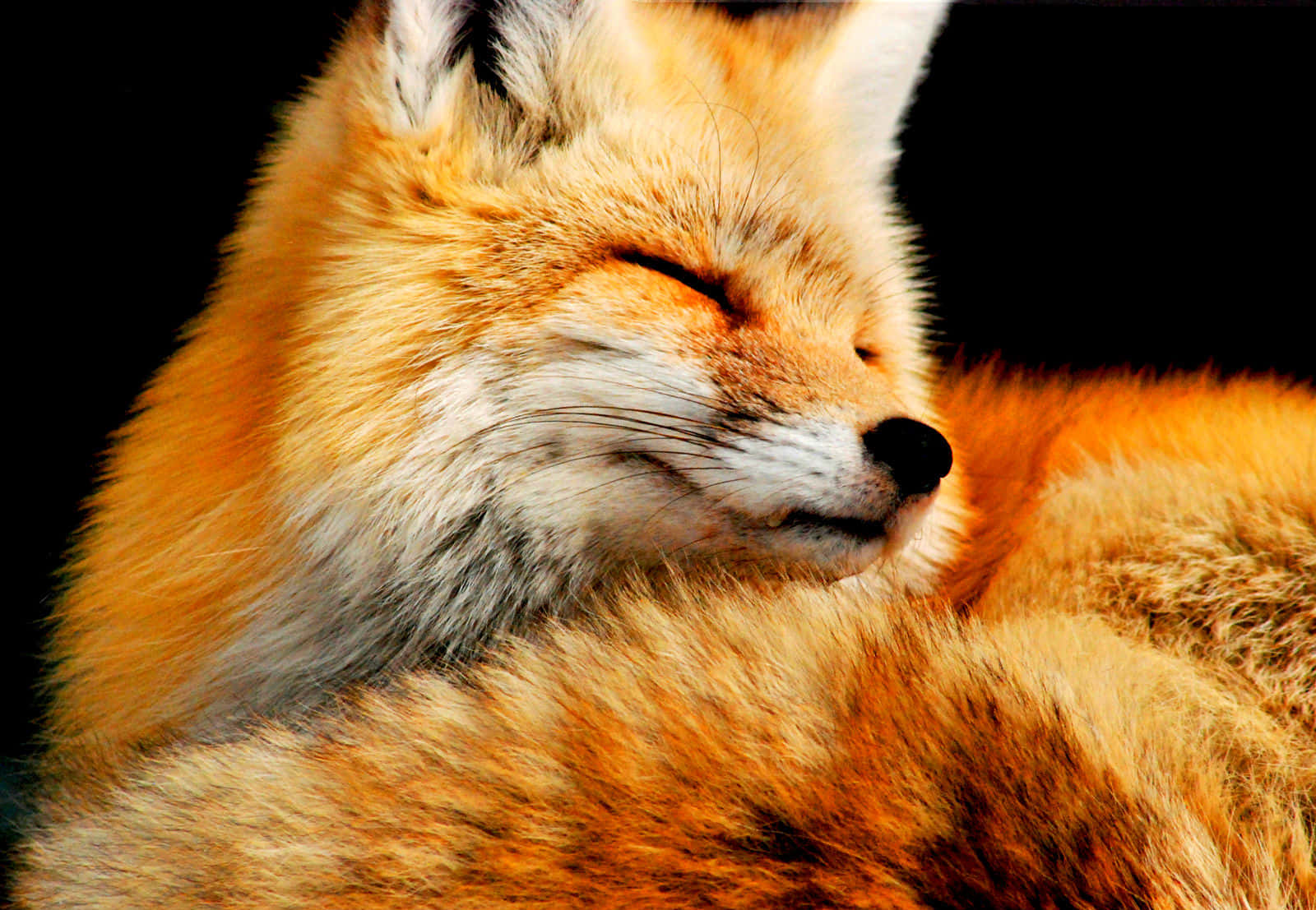 Cool Fox, red fox, black background, HD Desktop Wallpaper