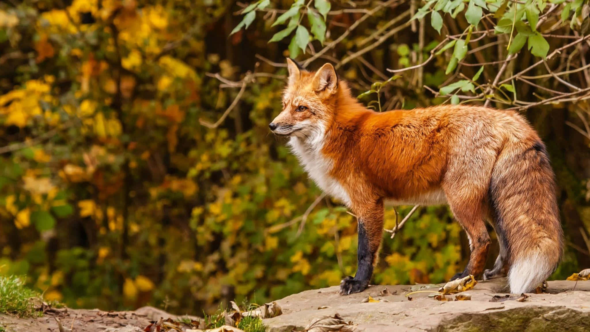 Cool Fox, red fox, mossy rock, Full HD Desktop Wallpaper