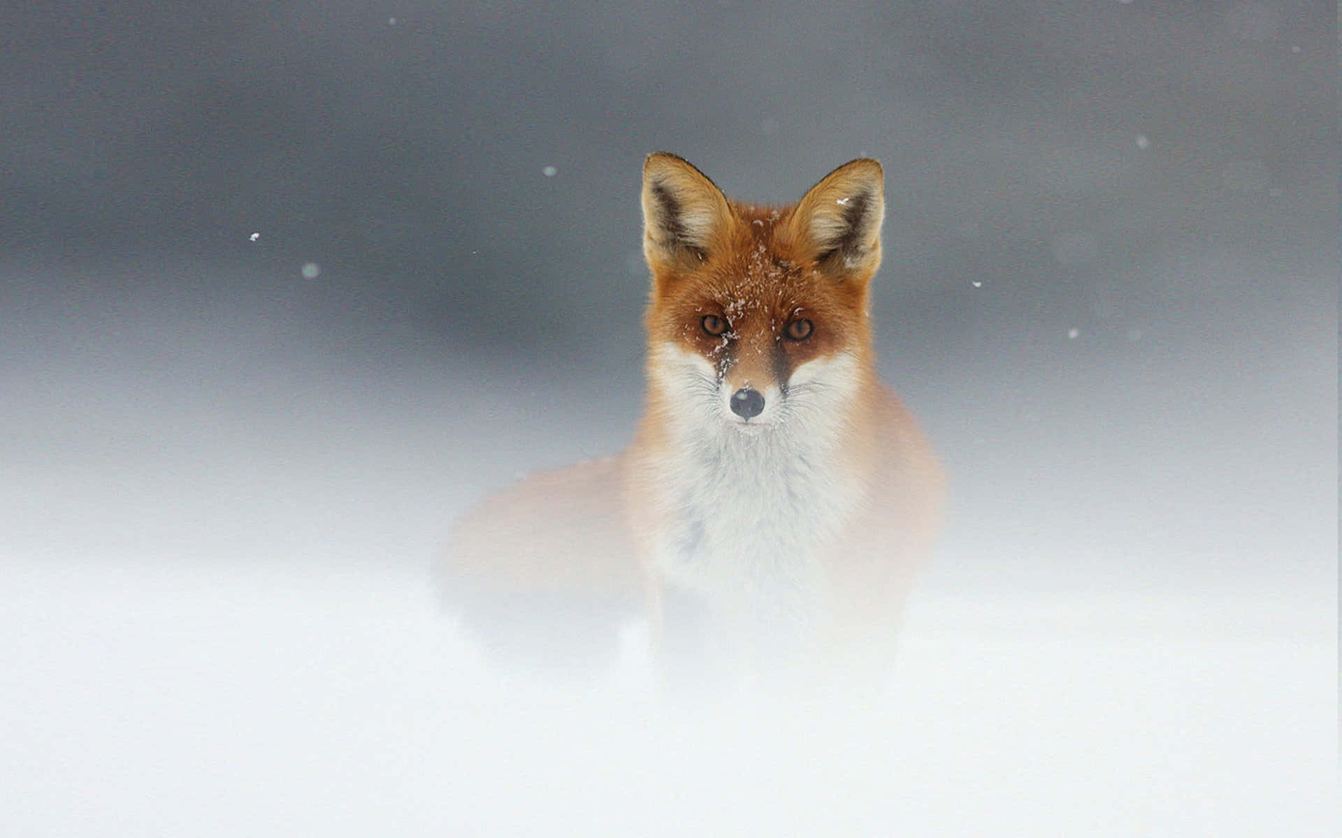 Cool Fox, red fox, snowflakes, Full HD Desktop Wallpaper