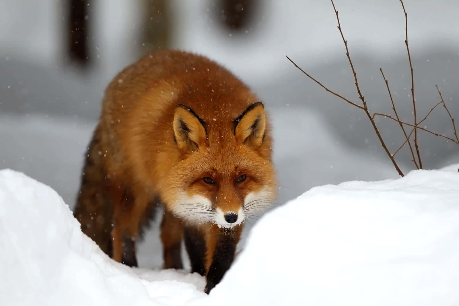 Cool Fox, red fox, white muzzle, HD Desktop Wallpaper