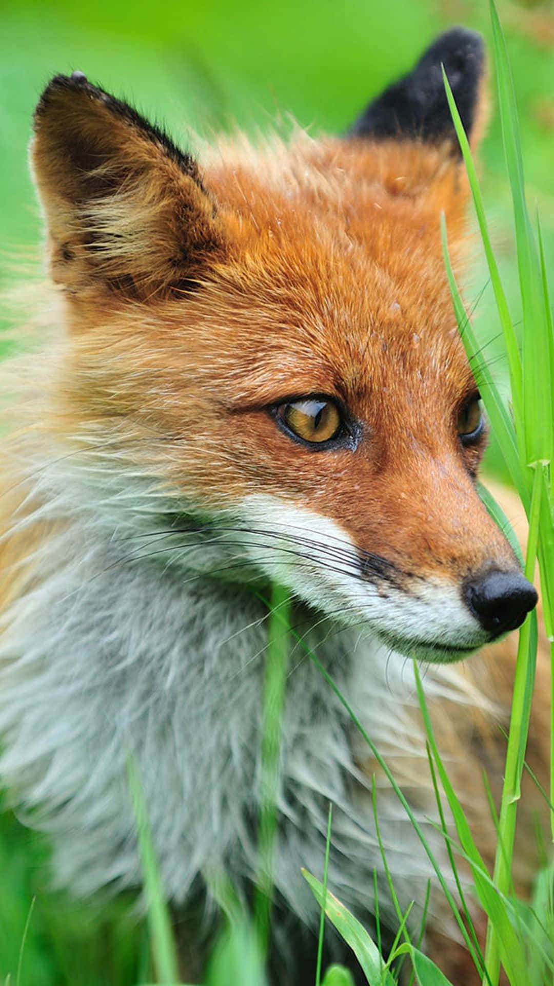 Cool Fox, red fox, vibrant green grass, Full HD Phone Wallpaper