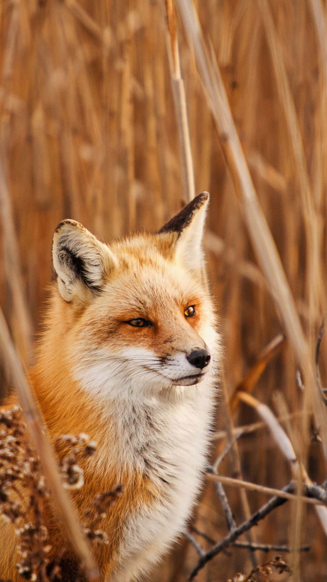 red fox, white chest, alert ears, Full HD Phone Wallpaper