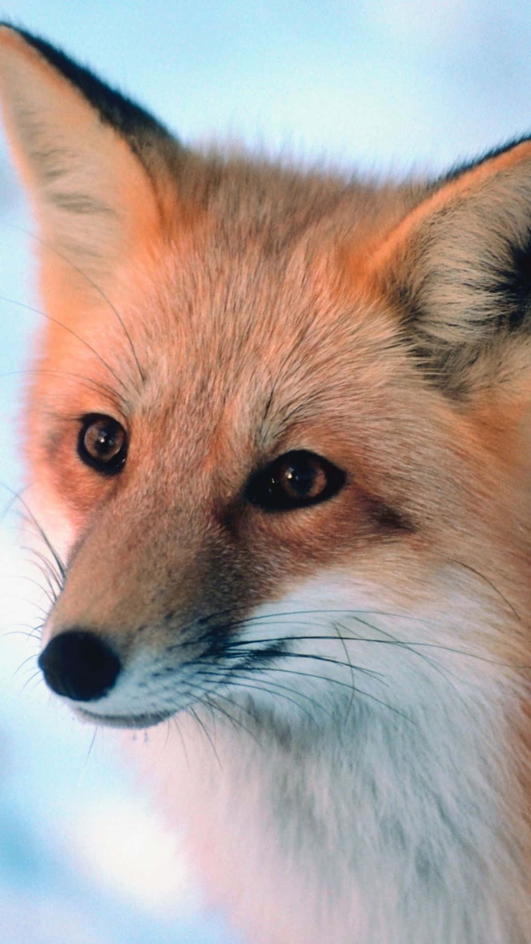 Cool Fox, red fox, piercing eyes, Full HD Phone Wallpaper