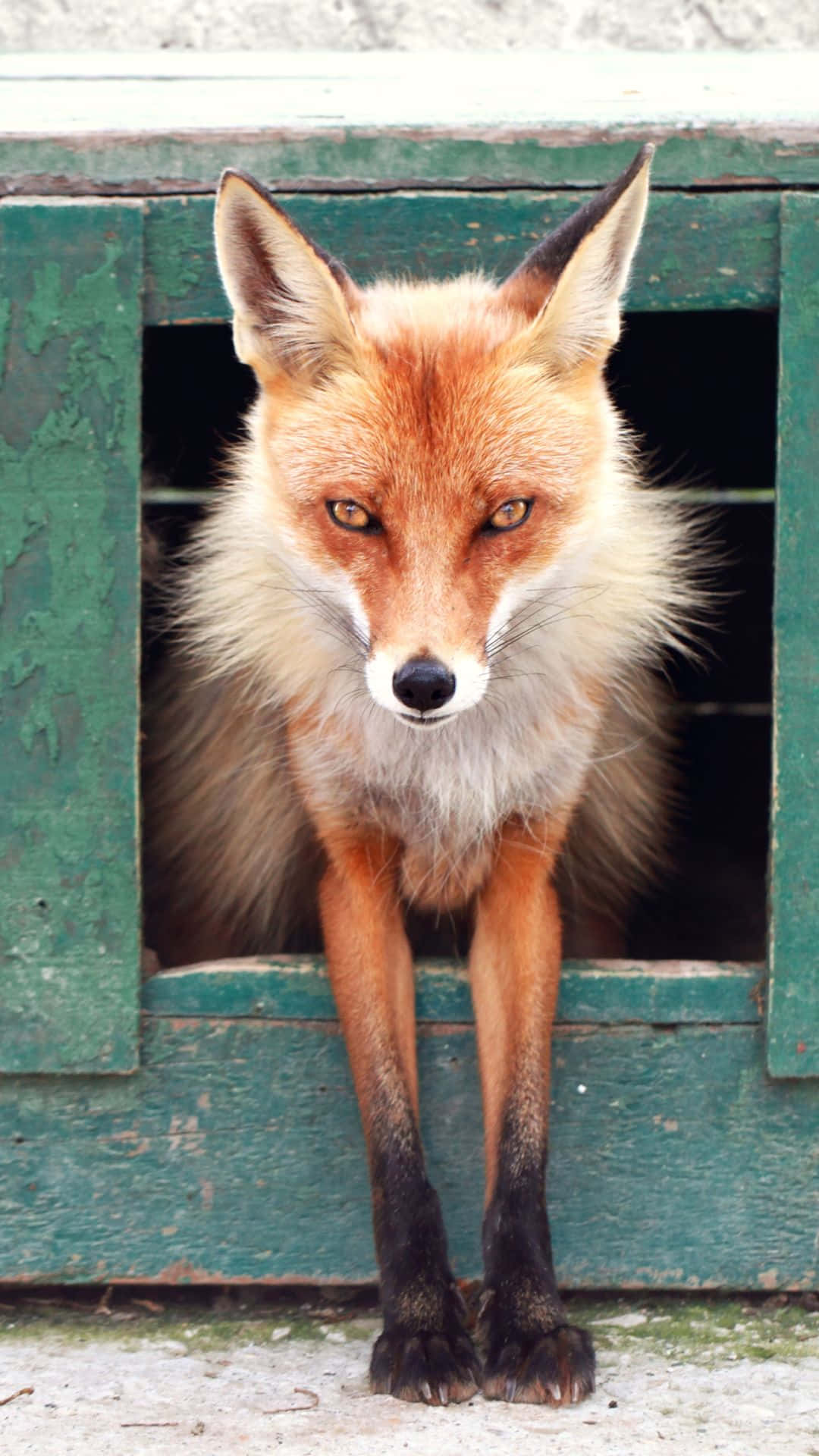 red fox, weathered green wooden box, alert ears, Full HD Phone Wallpaper