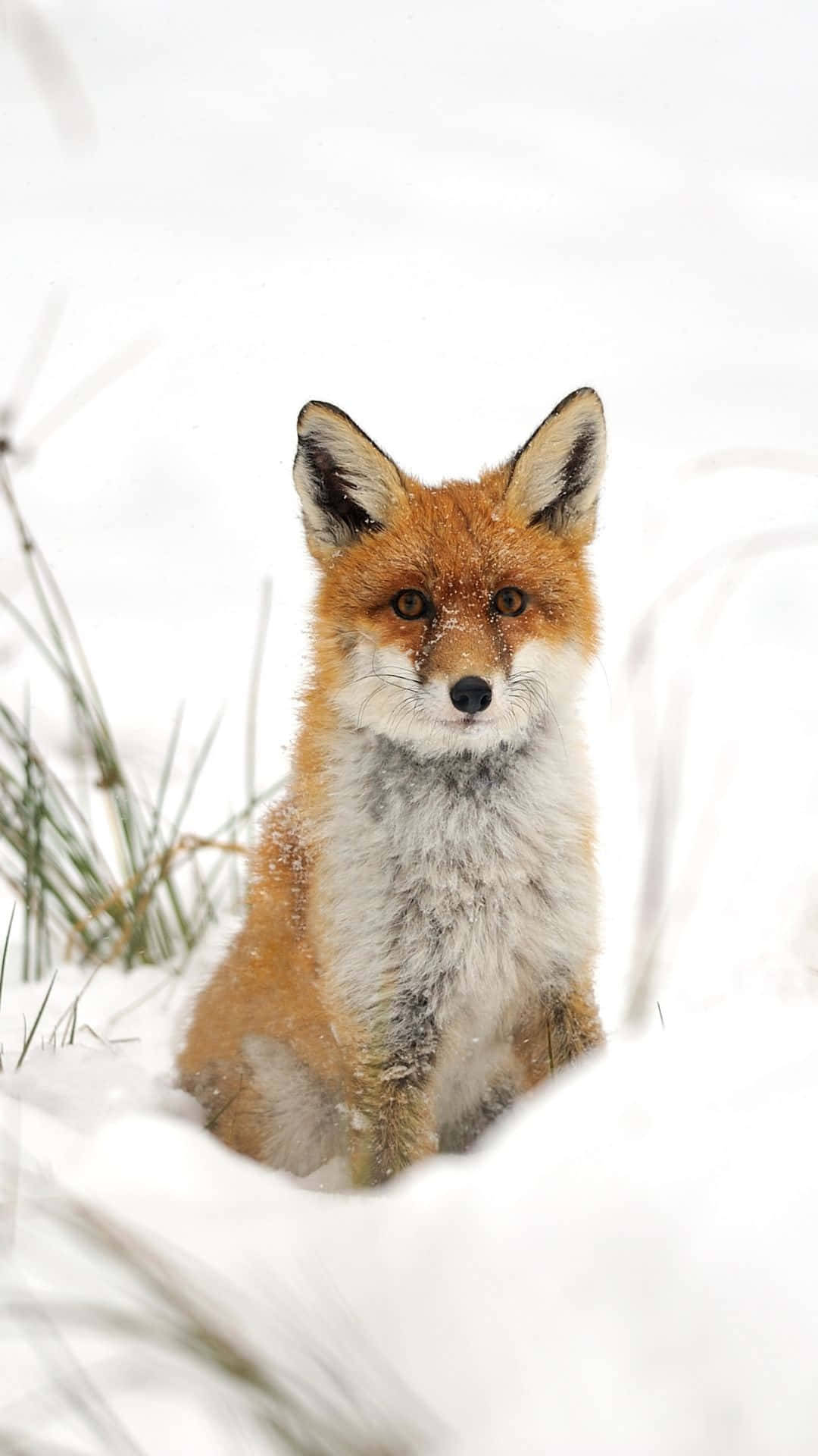 Cool Fox, red fox, deep snow, Full HD Phone Wallpaper