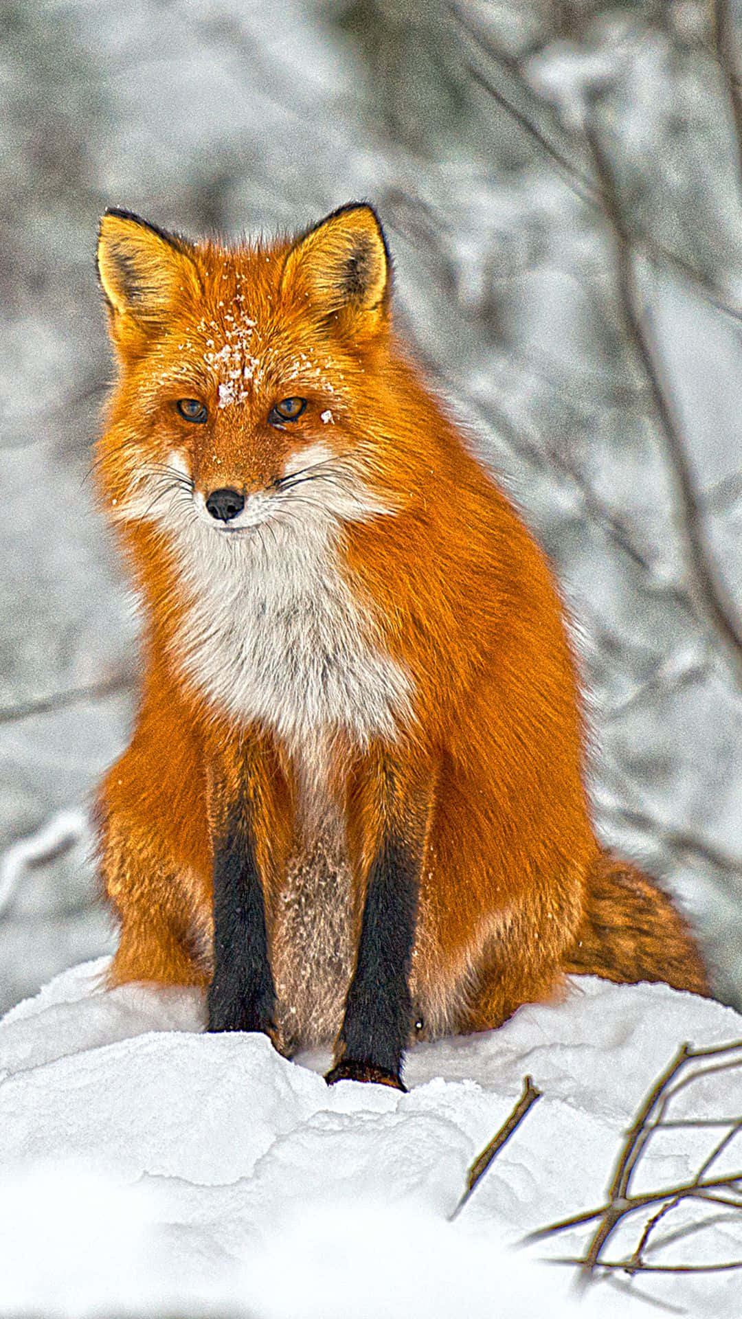 Cool Fox, red fox, deep snow, Full HD Phone Wallpaper