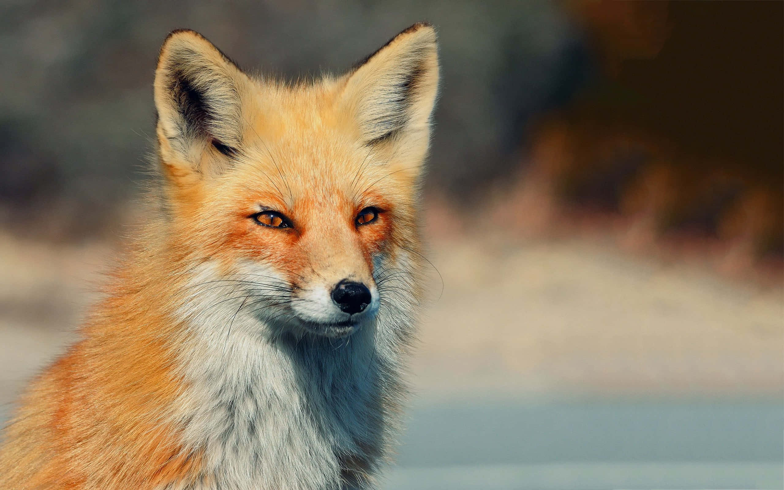 Cool Fox, red fox, amber eyes, 2K Desktop Wallpaper