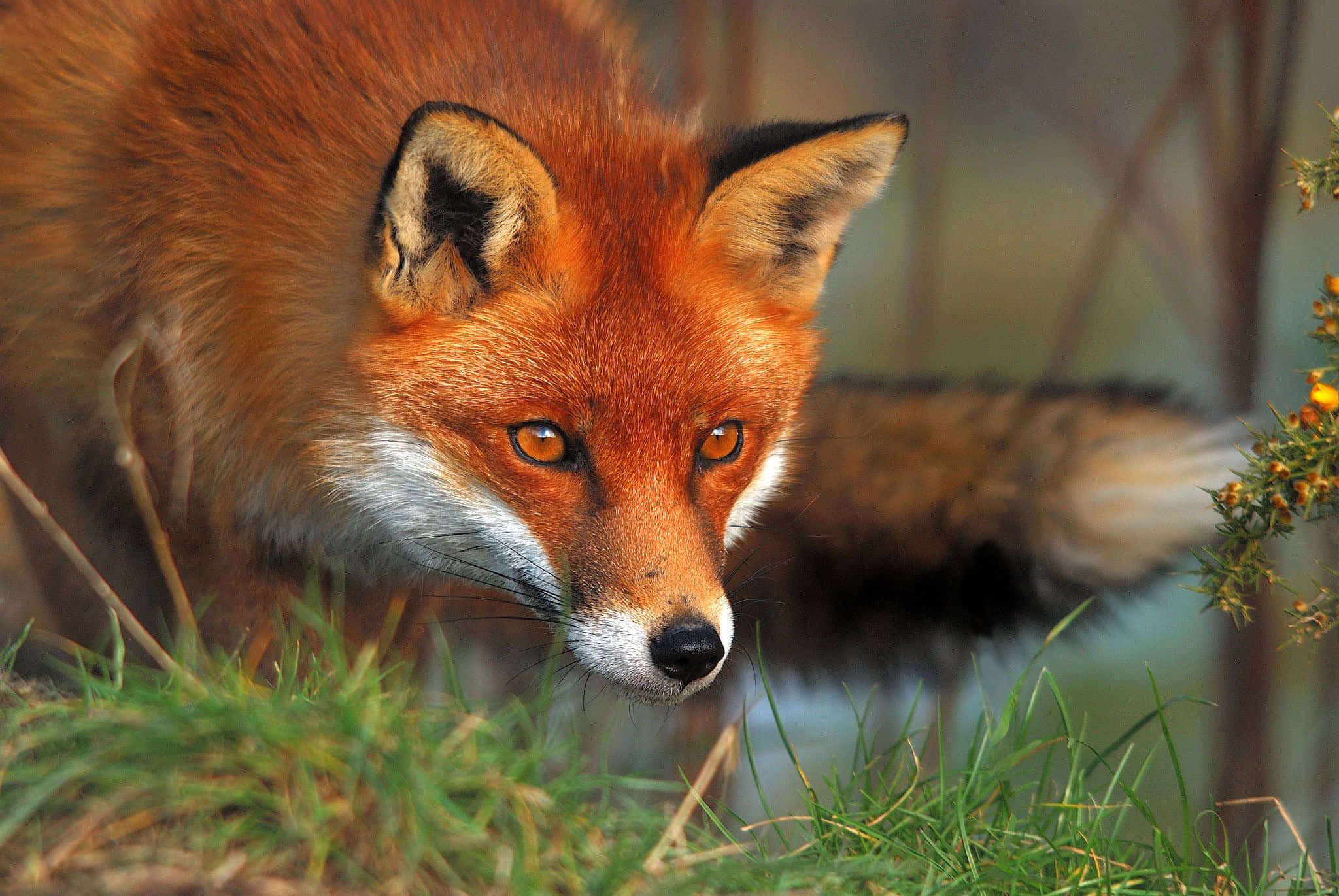 Cool Fox, red fox, amber eyes, Full HD Desktop Wallpaper