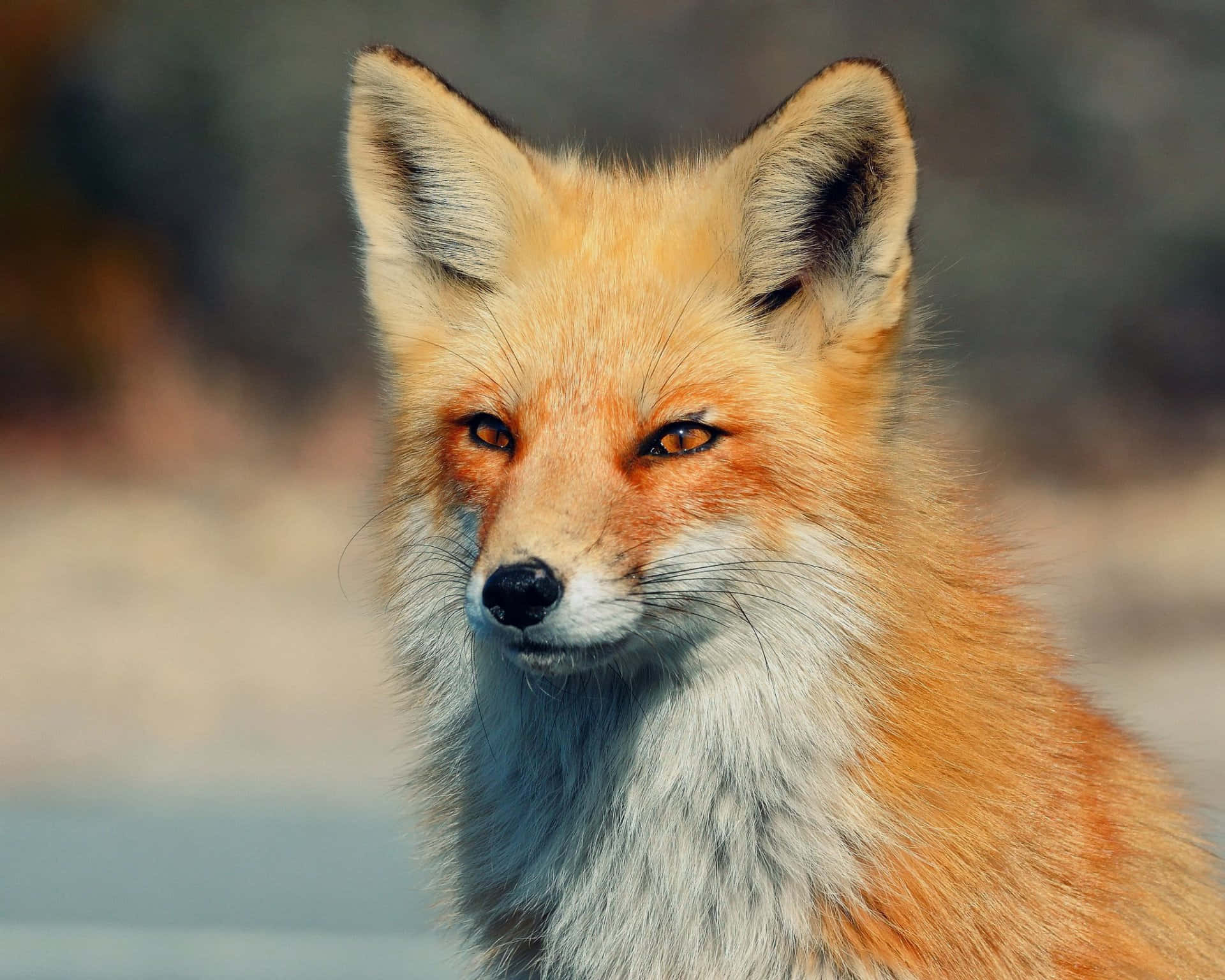 Cool Fox, red fox, amber eyes, Full HD Desktop Wallpaper