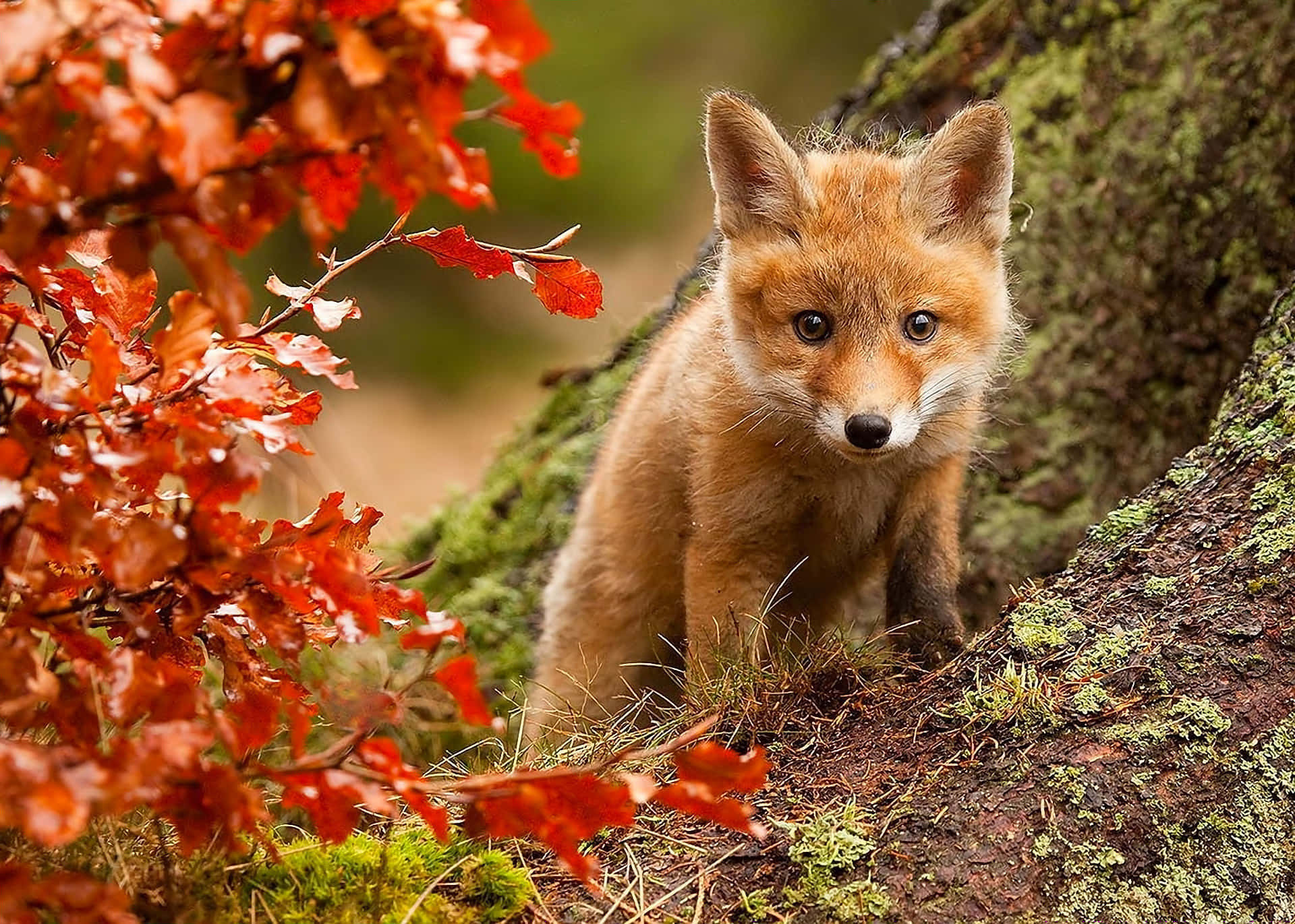 Cool Fox, young fox, mossy tree trunk, Full HD Desktop Wallpaper