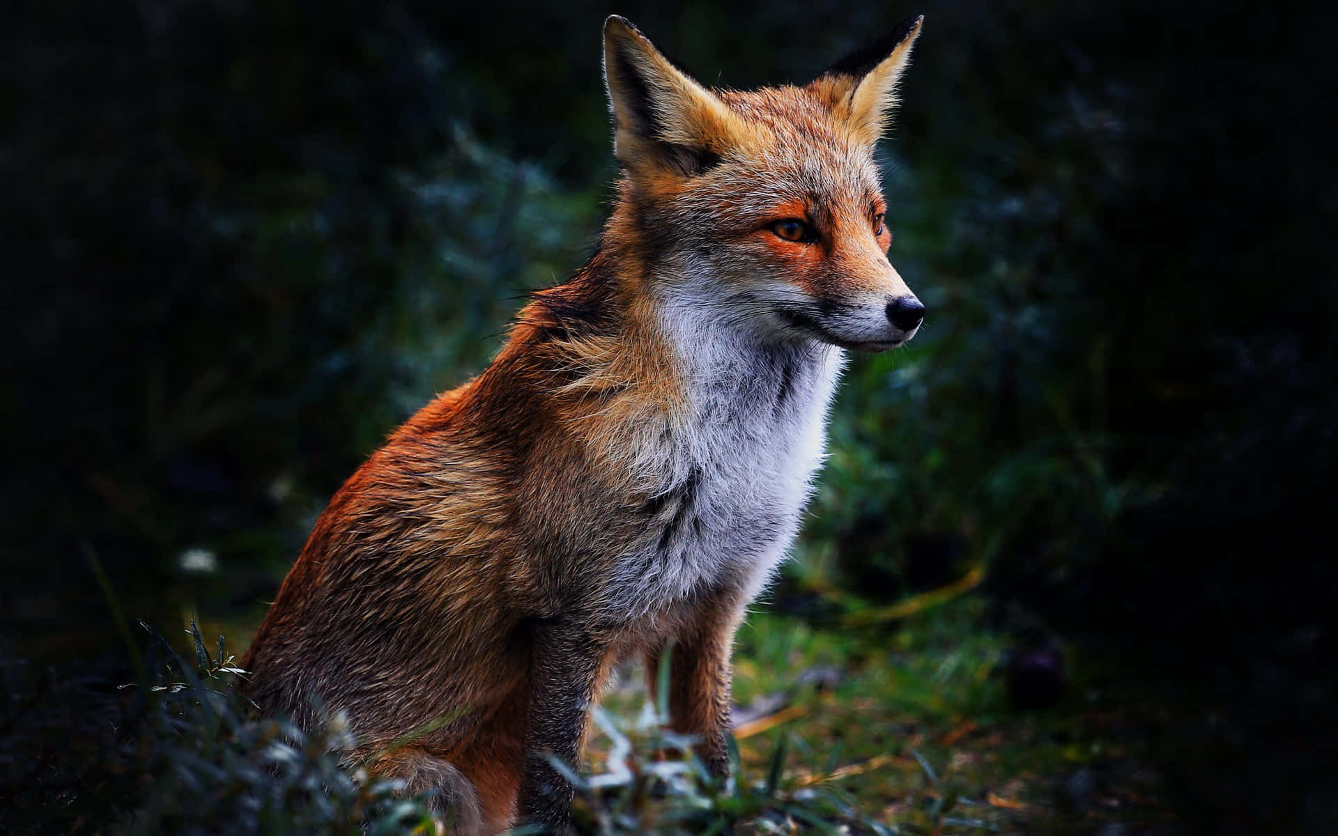 Cool Fox, red fox, glowing amber eyes, Full HD Desktop Wallpaper