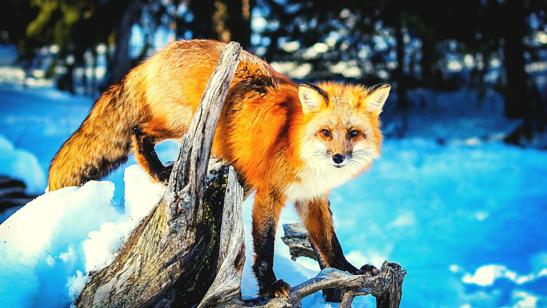 red fox, snow-dusted tree stump, bright winter forest, Full HD Desktop Wallpaper