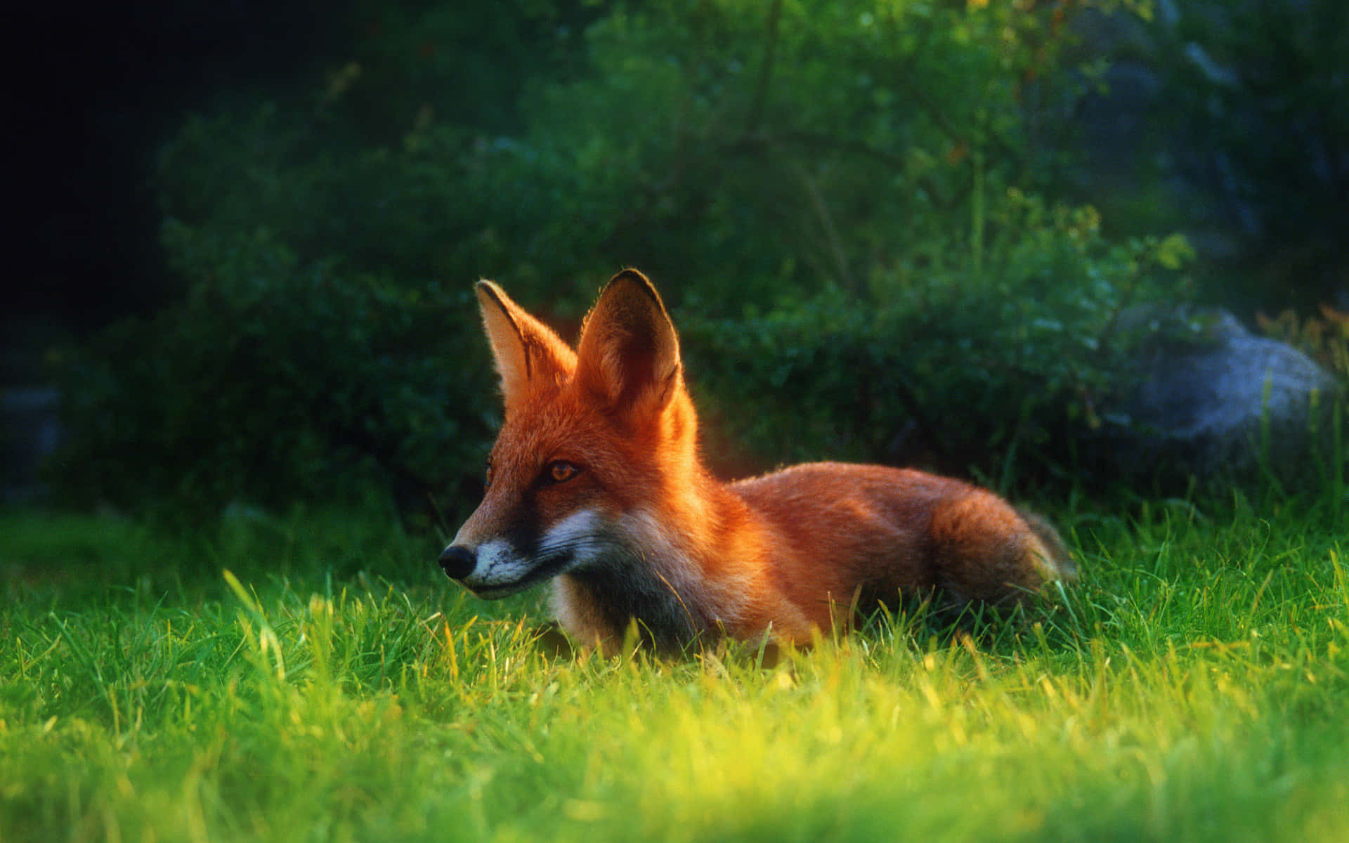 red fox, sunlit green grass, blurred forest background, Full HD Desktop Wallpaper