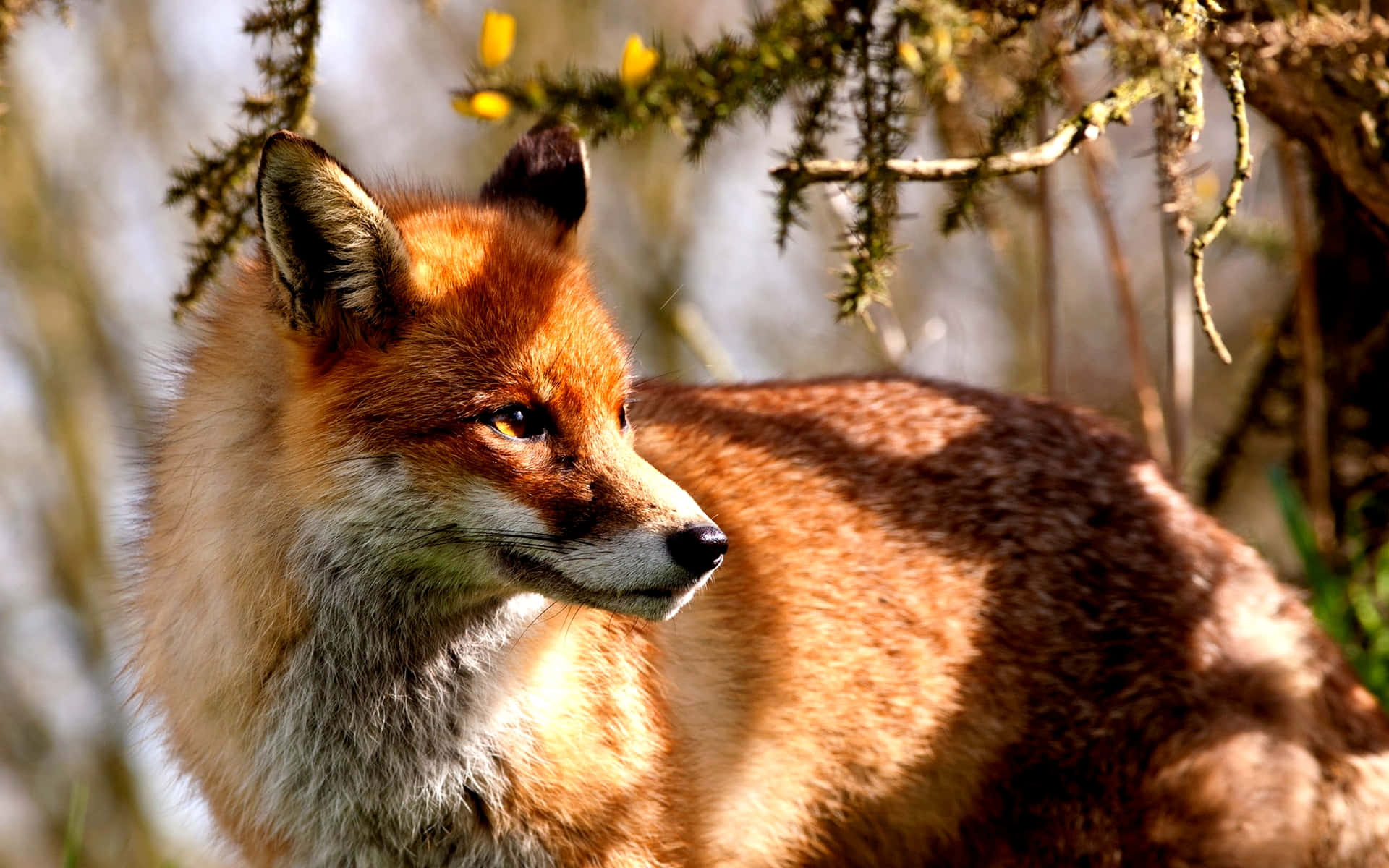 Cool Fox, red fox, golden fur, Full HD Desktop Wallpaper