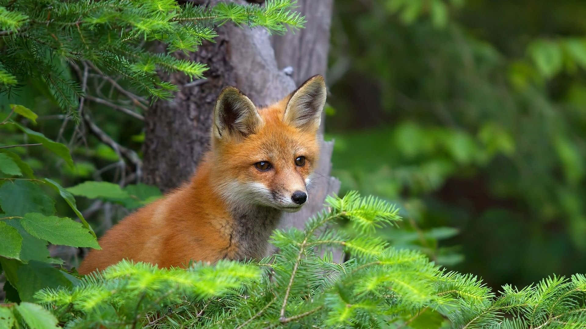 cool fox, red fox, vibrant green pine branches, Full HD Desktop Wallpaper