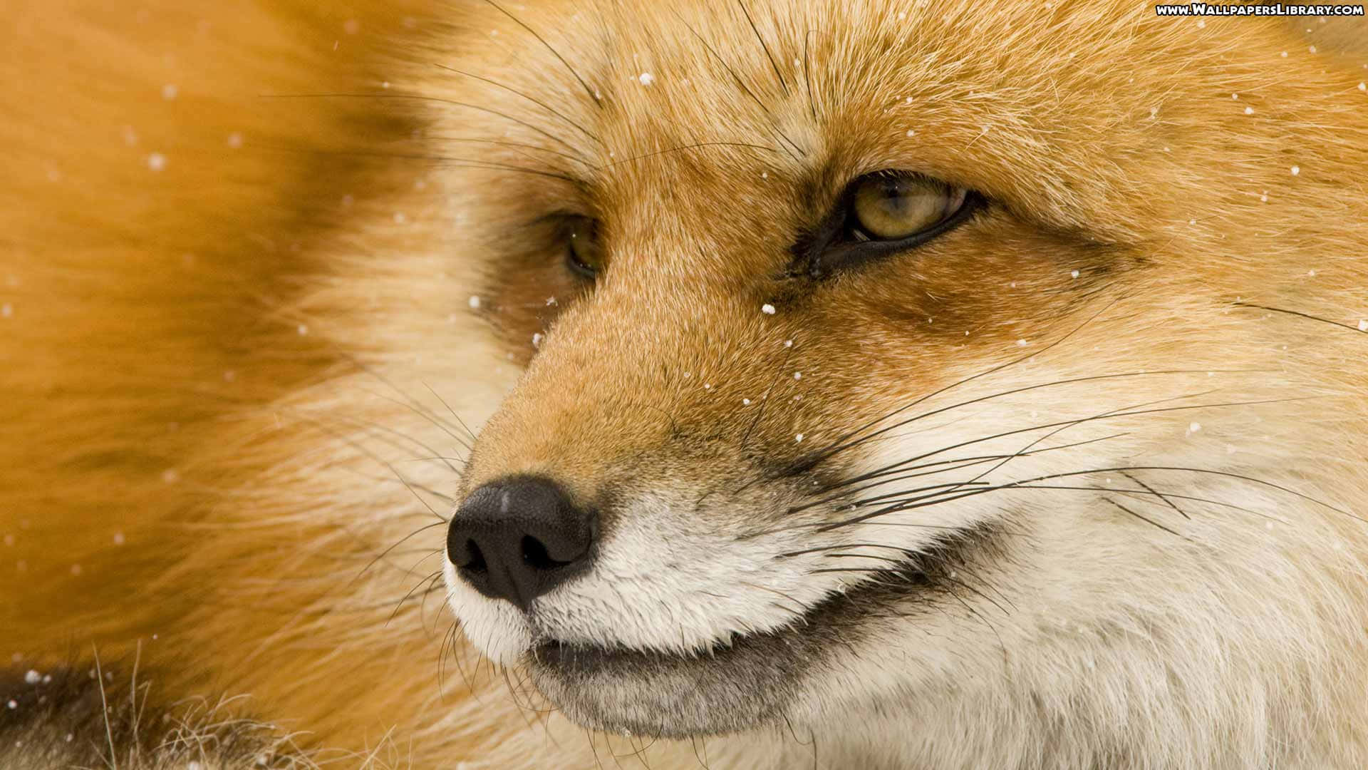 Cool Fox, red fox, snowflakes, Full HD Desktop Wallpaper