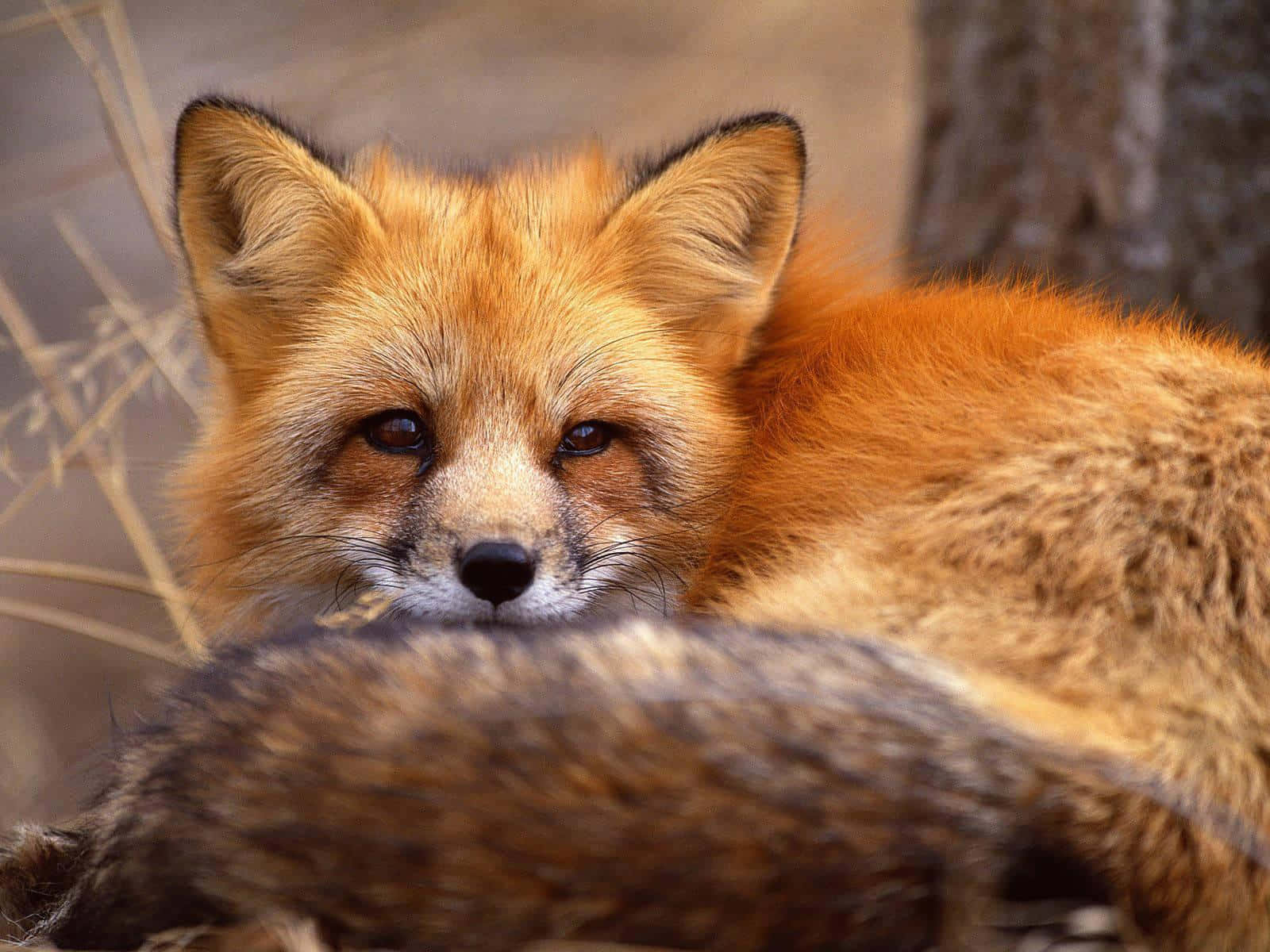 red fox, alert ears, dark eyes, HD Desktop Wallpaper