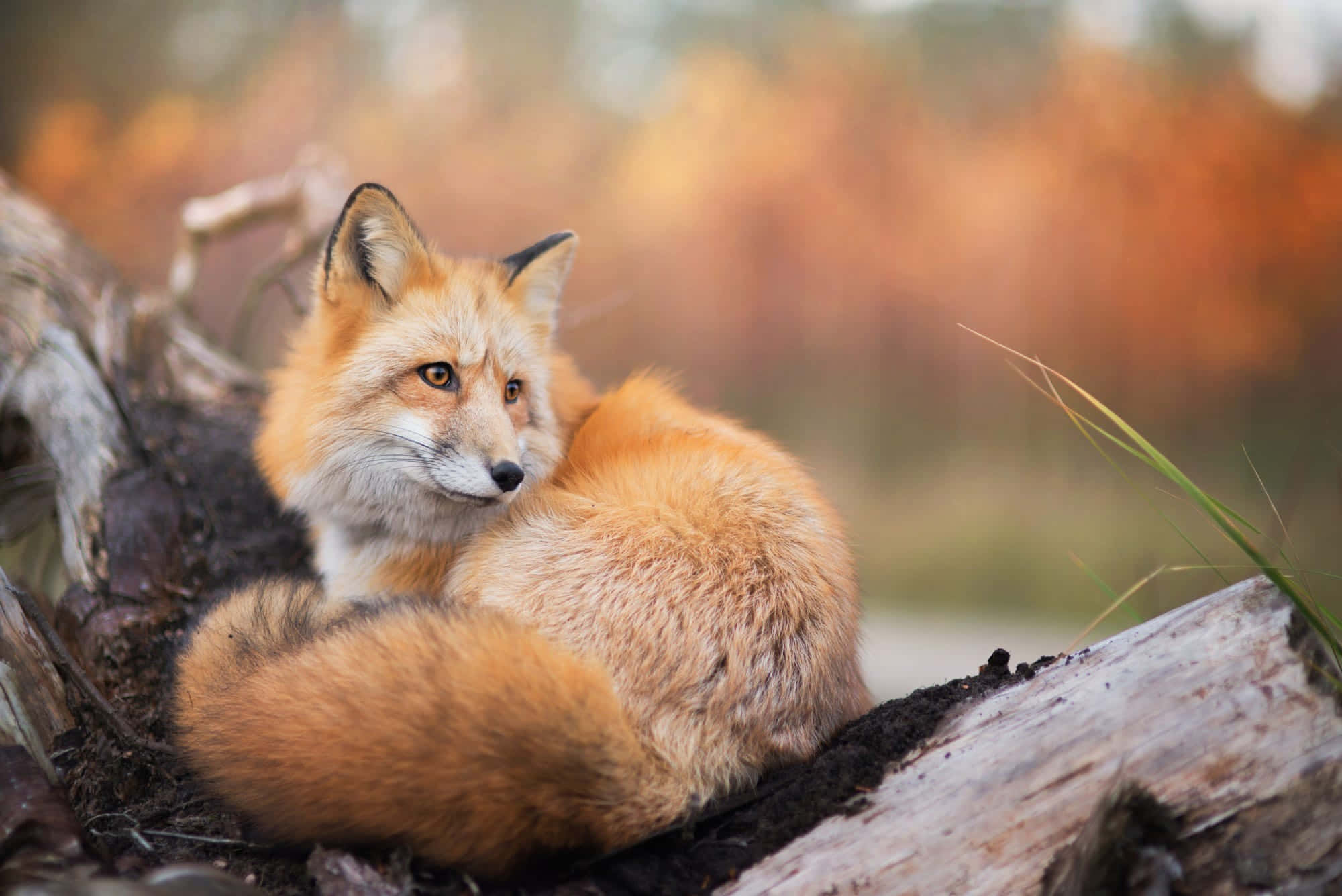 cool fox, red fox, weathered log, Full HD Desktop Wallpaper