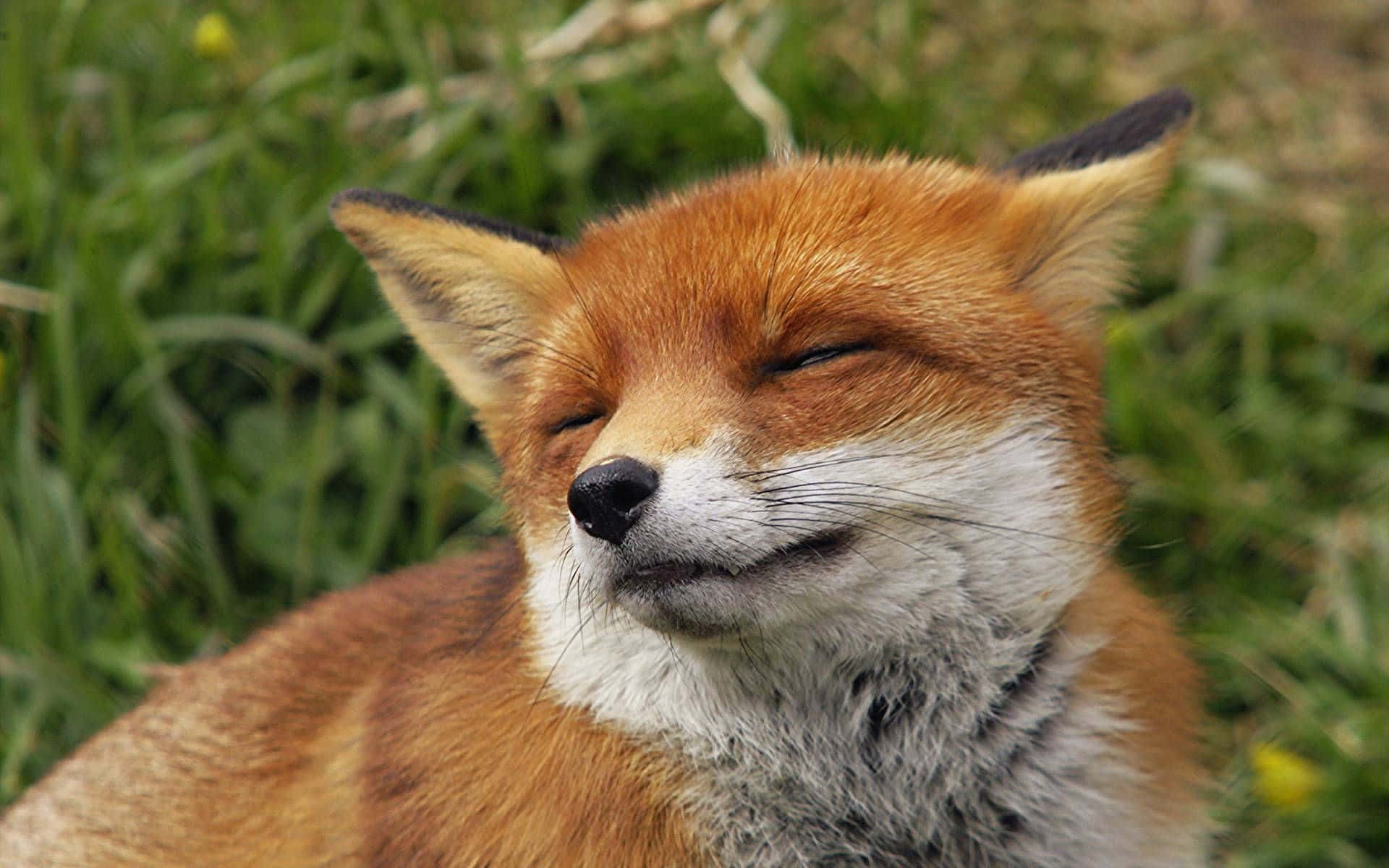 Cool Fox, red fox, vibrant green grass, Full HD Desktop Wallpaper