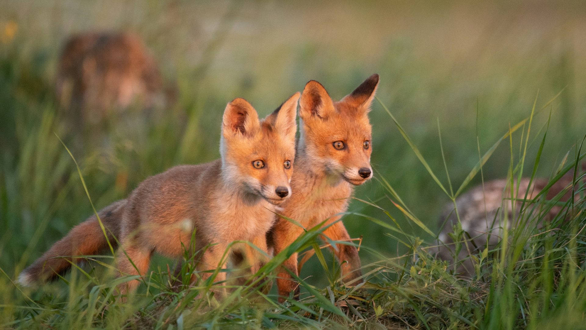 young red foxes, tall green grass, warm golden light, Full HD Desktop Wallpaper
