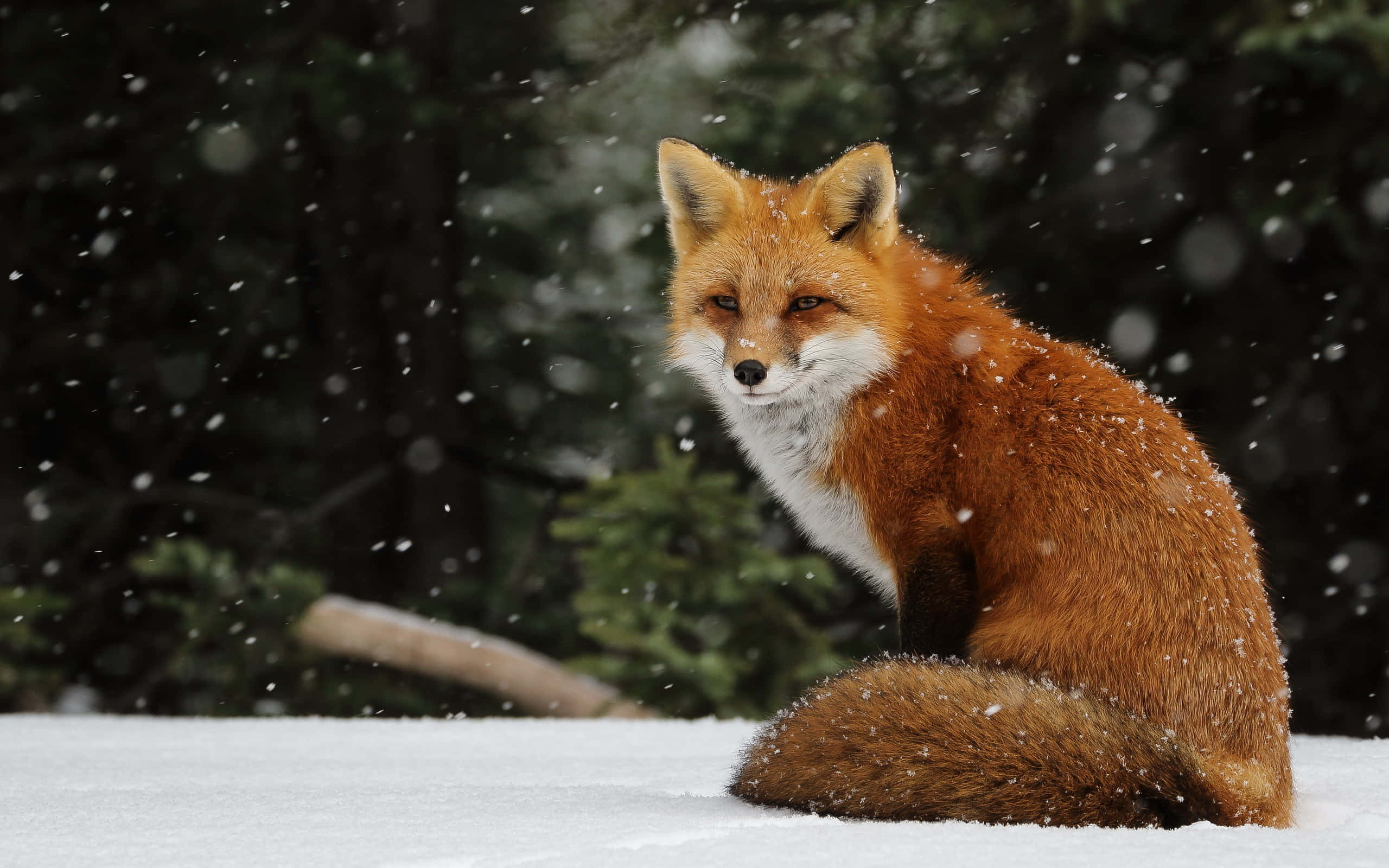 Cool Fox, snow forest, falling snow, 2K Desktop Wallpaper