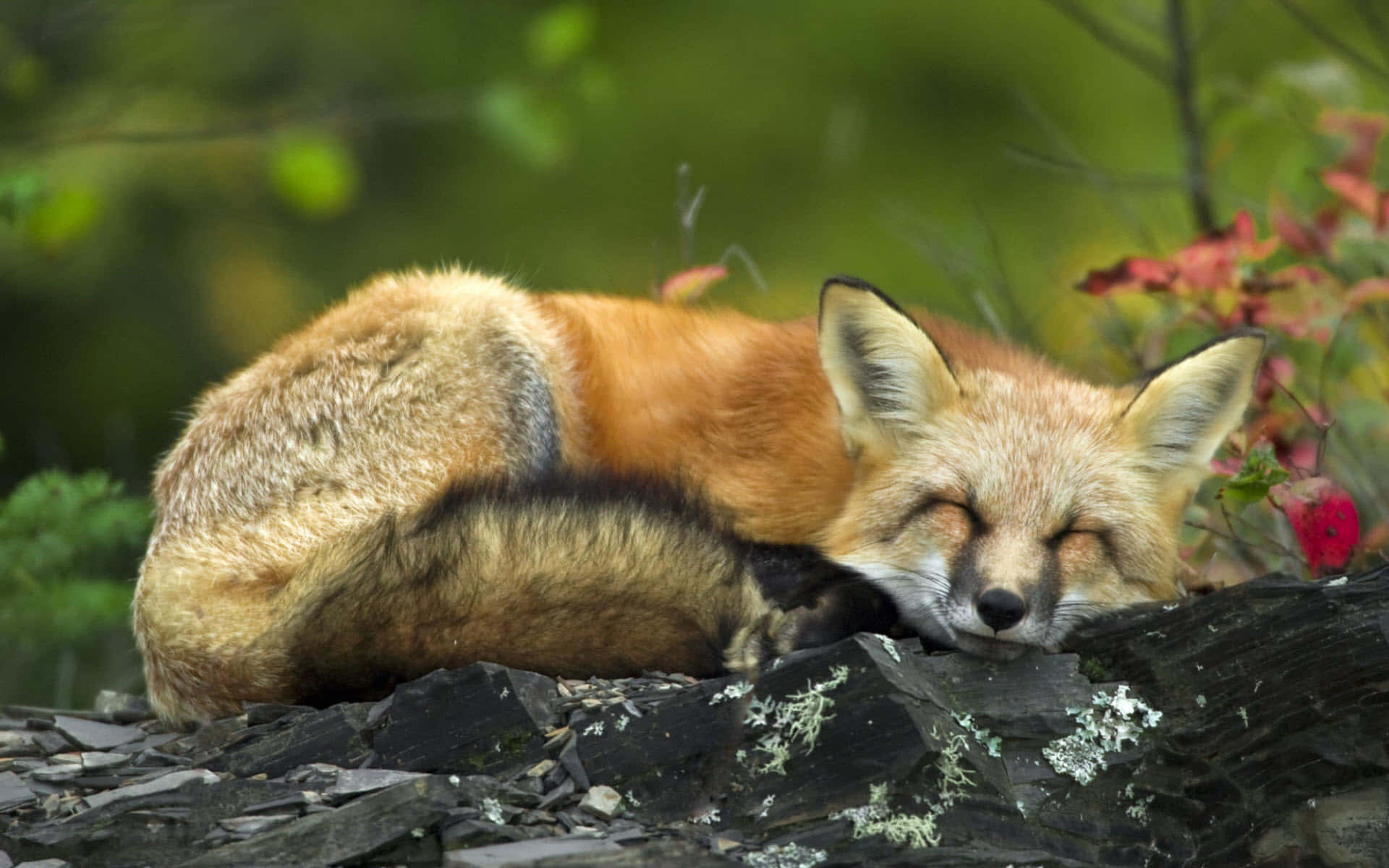 Cool Fox, red fox, mossy rocks, Full HD Desktop Wallpaper