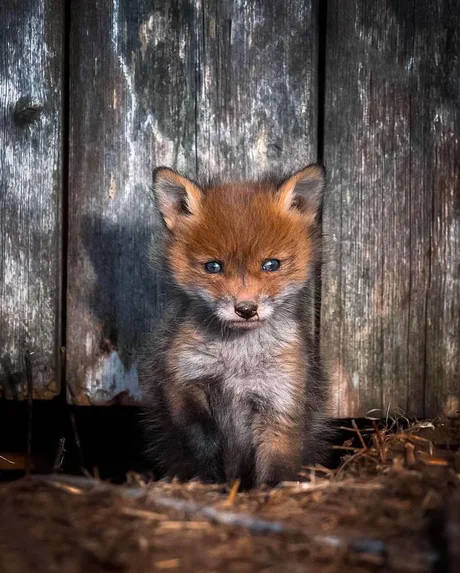 baby fox, young fox cub, bright blue eyes, SD Phone Wallpaper