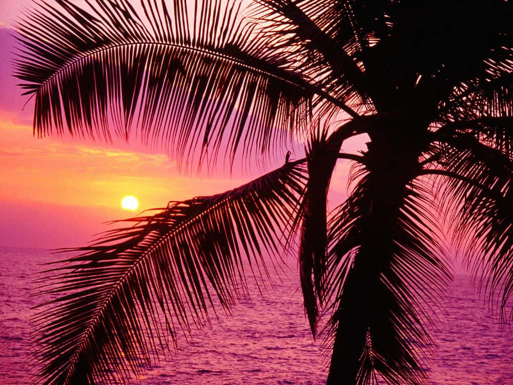 palm tree, sunset, vibrant pink, SD Desktop Wallpaper