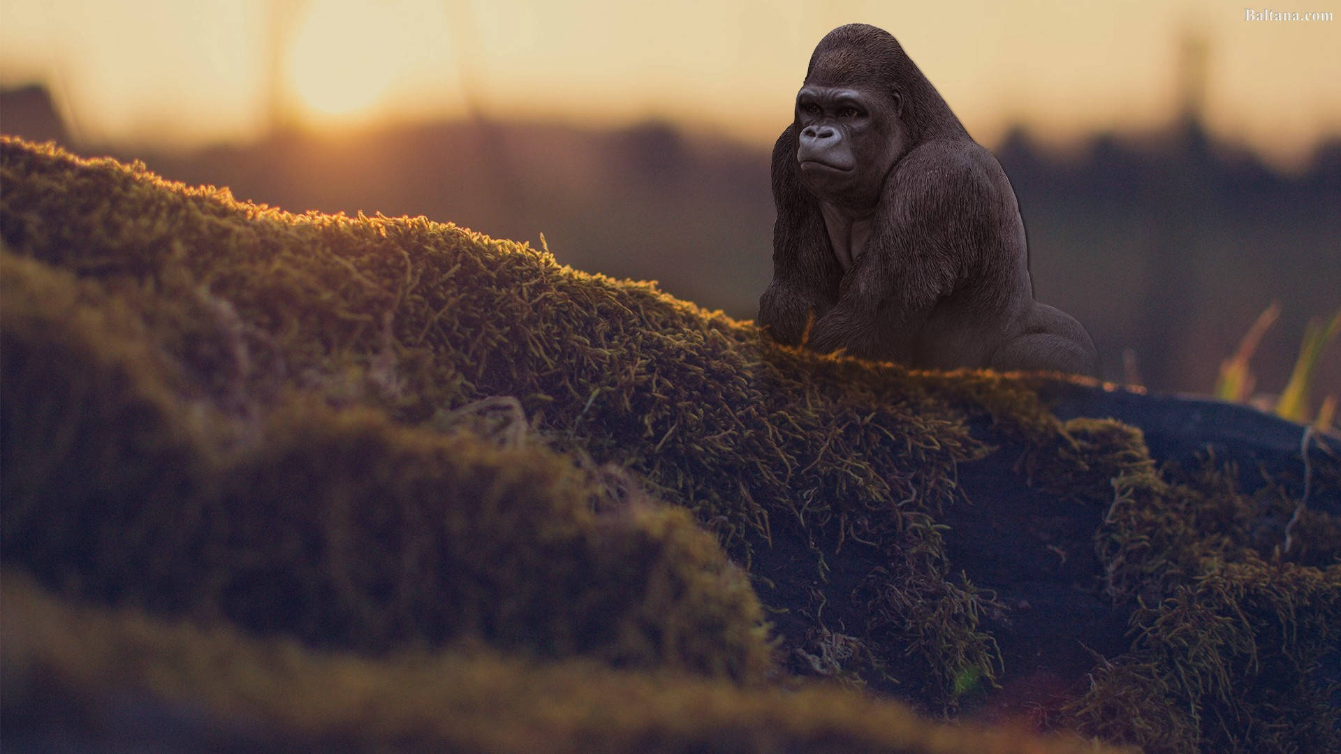 Cool Gorilla, jungle, mossy log, Full HD Desktop Wallpaper