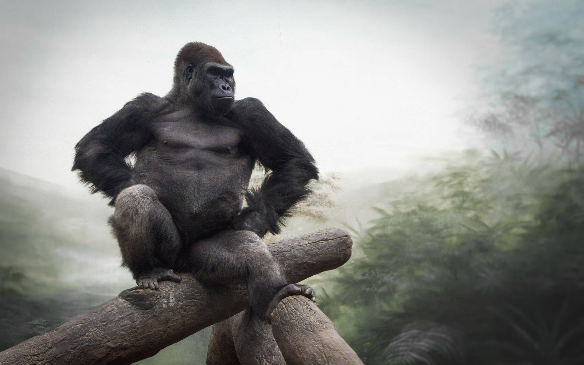 Cool Gorilla, misty jungle, thick branch, Full HD Desktop Wallpaper
