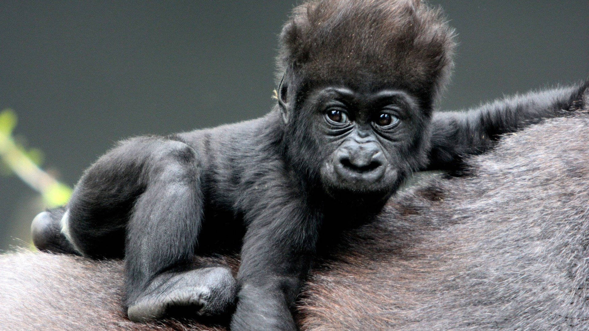 Cool Gorilla, baby gorilla, mother gorilla, Full HD Desktop Wallpaper