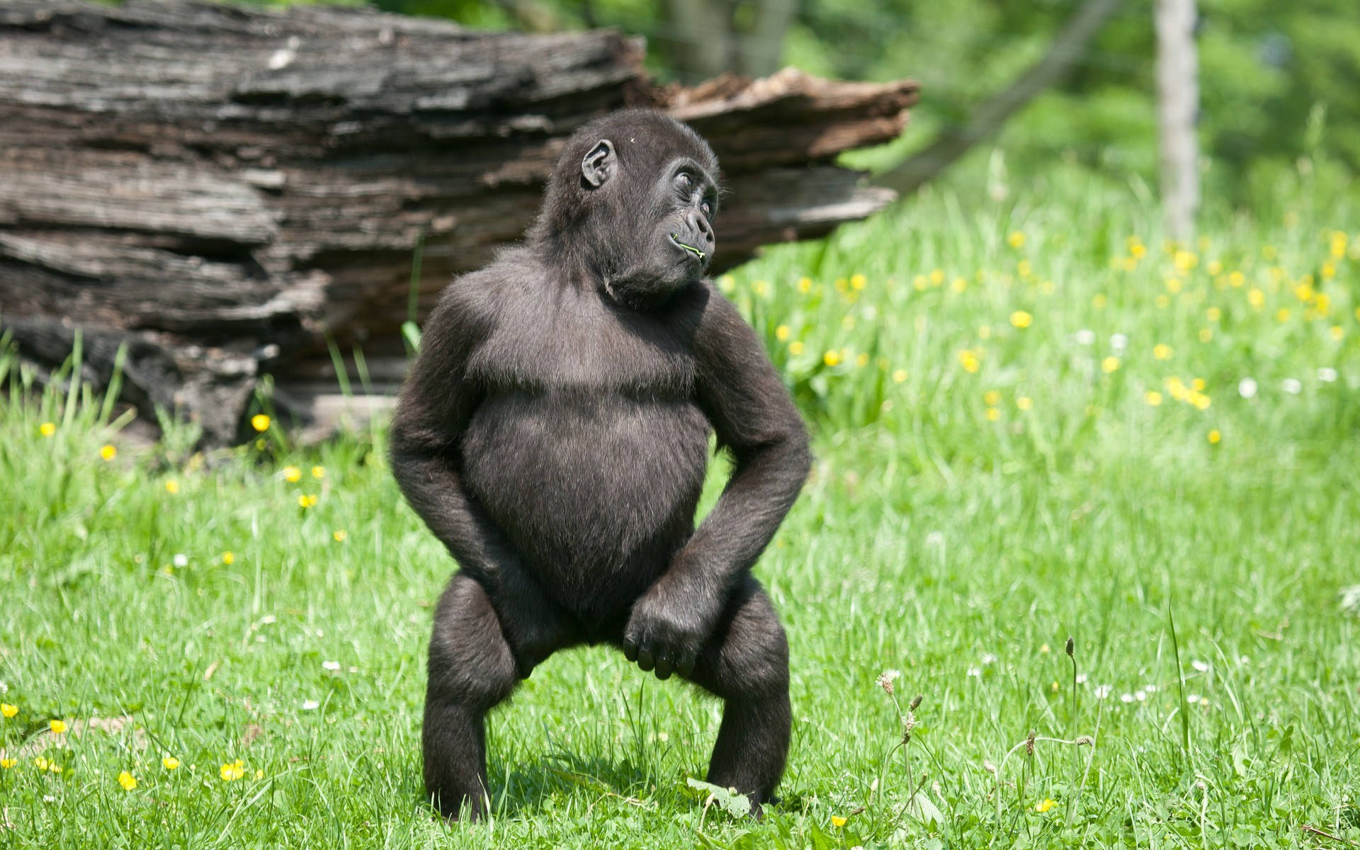 Cool Gorilla, sunlit grassy field, yellow flowers, Full HD Desktop Wallpaper