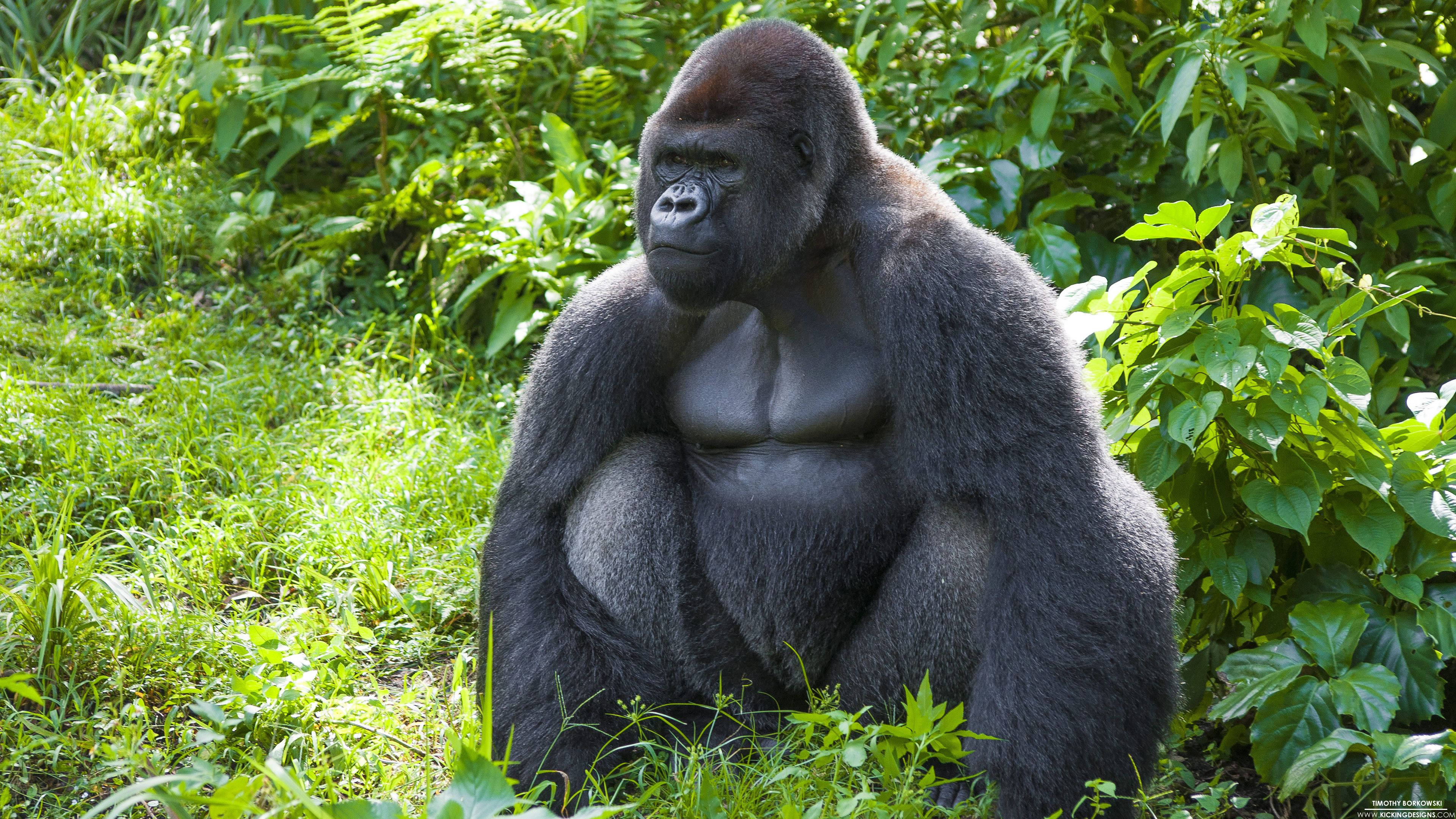 silverback gorilla, sunlit jungle clearing, lush green foliage, 4K Desktop Wallpaper