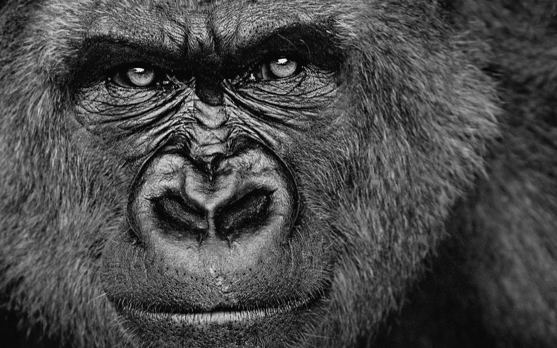 Cool Gorilla, black and white, close-up, Full HD Desktop Wallpaper