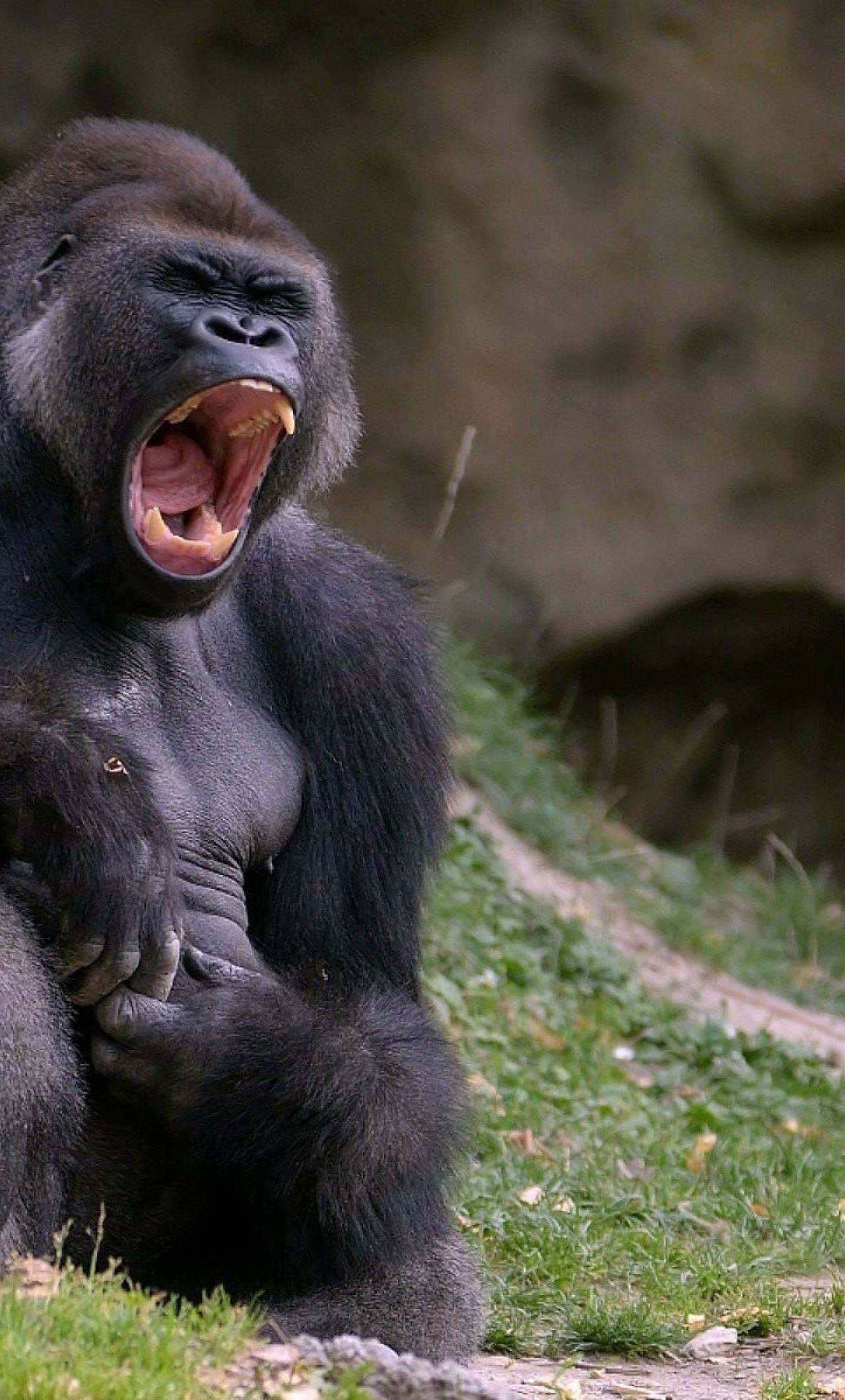 Cool Gorilla, gorilla, yawning, Full HD Phone Wallpaper