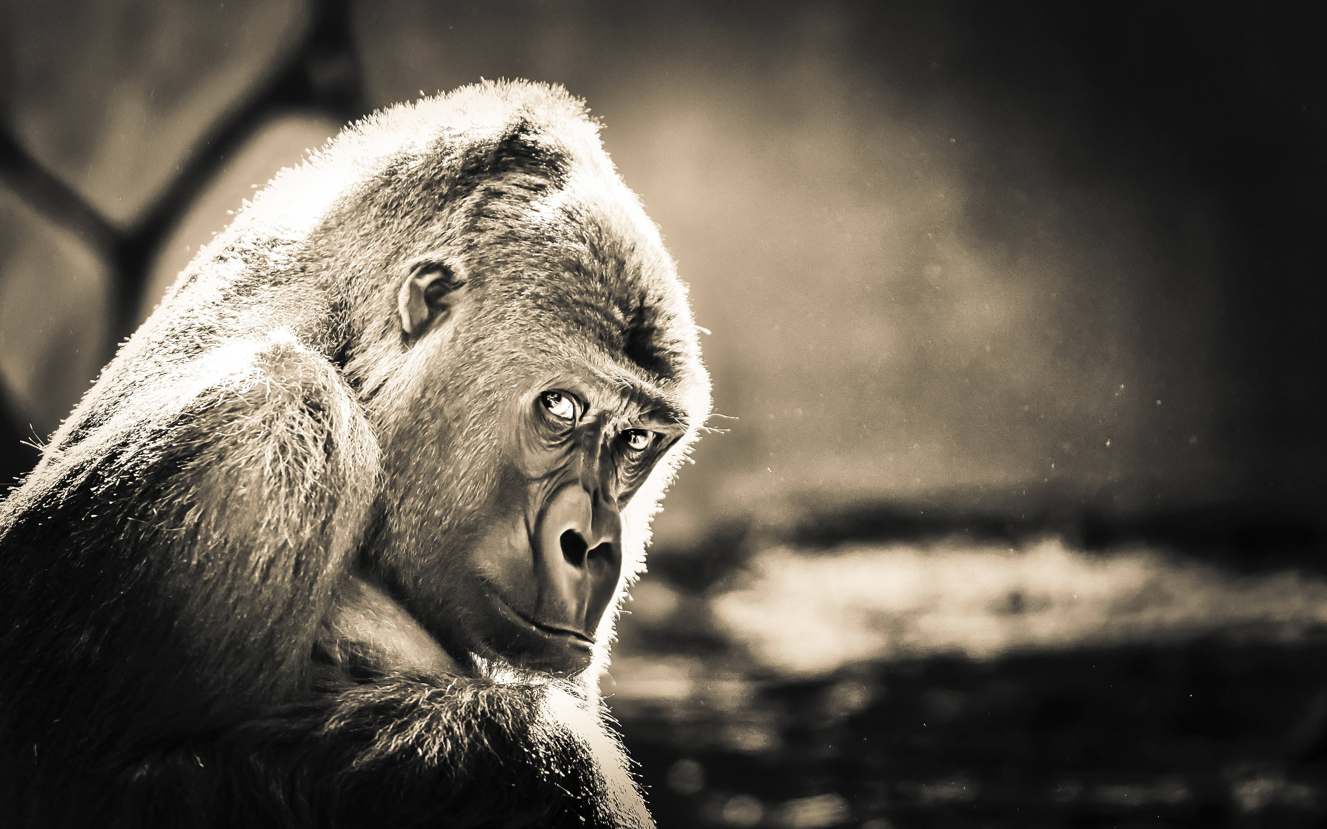 cool gorilla, sepia tones, contemplative gorilla, 4K Desktop Wallpaper