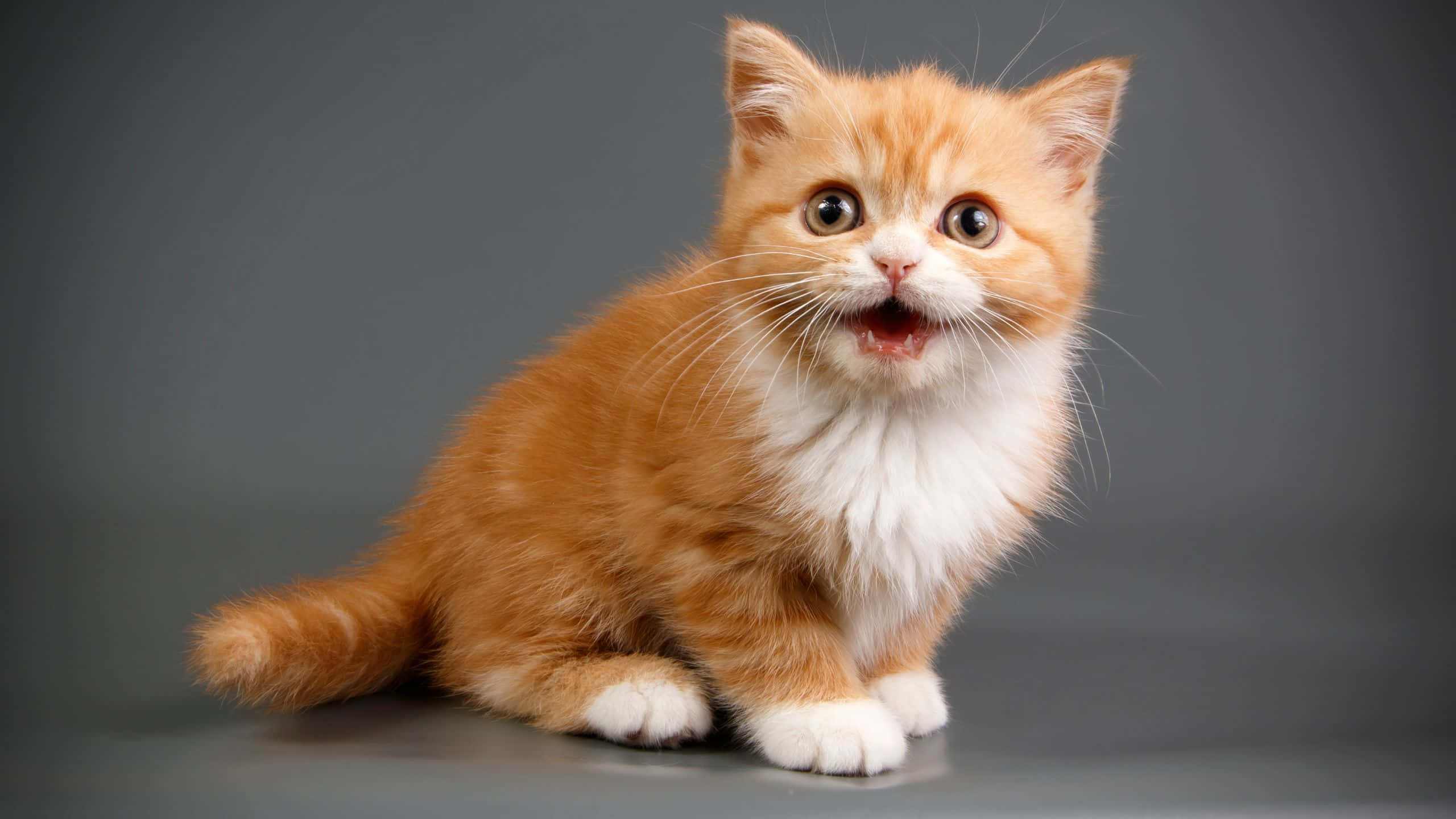 Cool Gray, fluffy orange and white kitten, wide-eyed, 2K Desktop Wallpaper