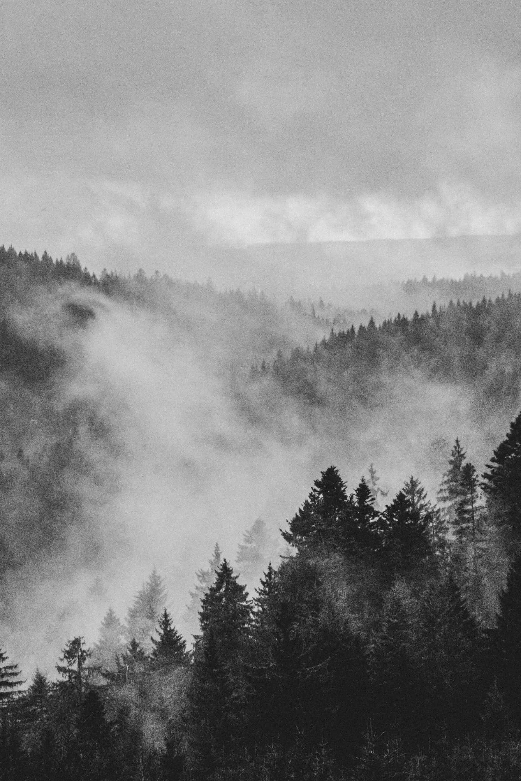 Cool Gray, foggy mountain, misty monochrome forest, 2K Phone Wallpaper