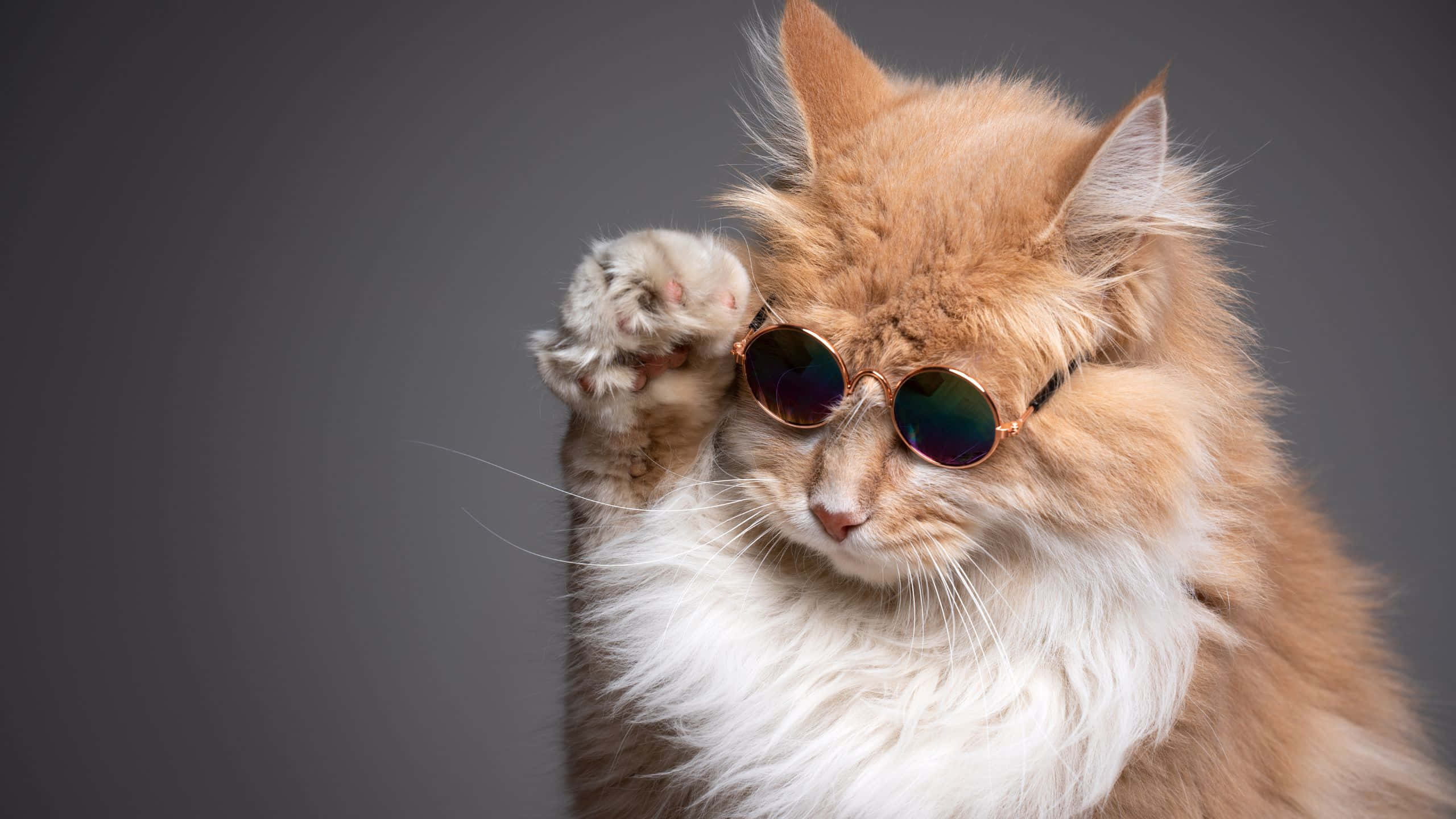 Cool Gray Cat, fluffy ginger cat, round sunglasses, 2K Desktop Wallpaper