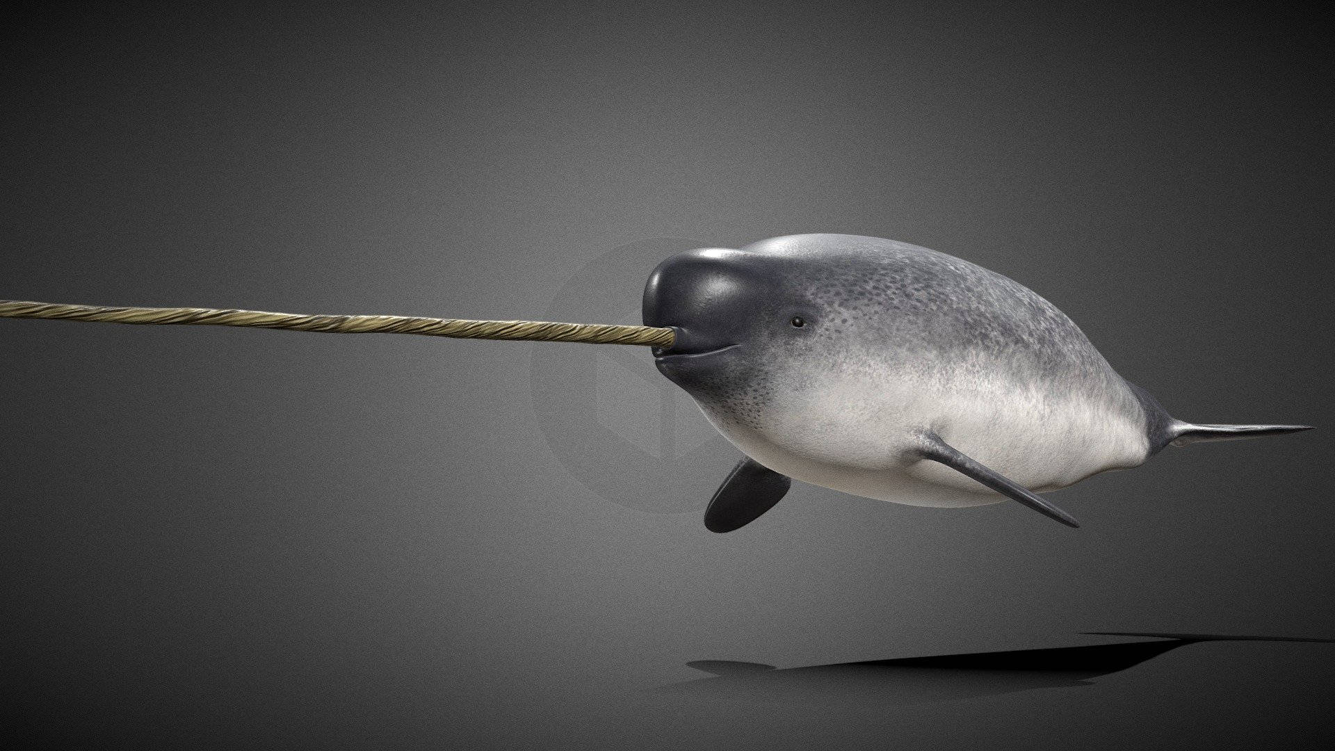 3D Gray Narwhal, narwhal, long spiral tusk, Full HD Desktop Wallpaper