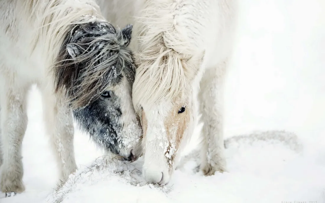 Cool Horse