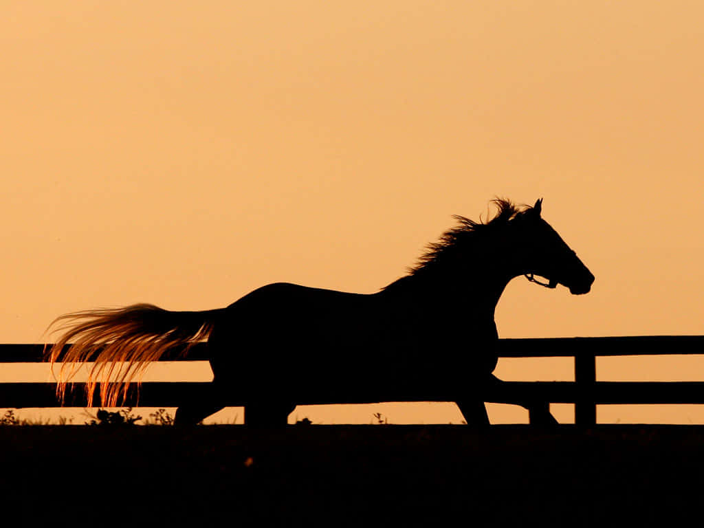 white horse, black and grey accents, field, SD Desktop Wallpaper